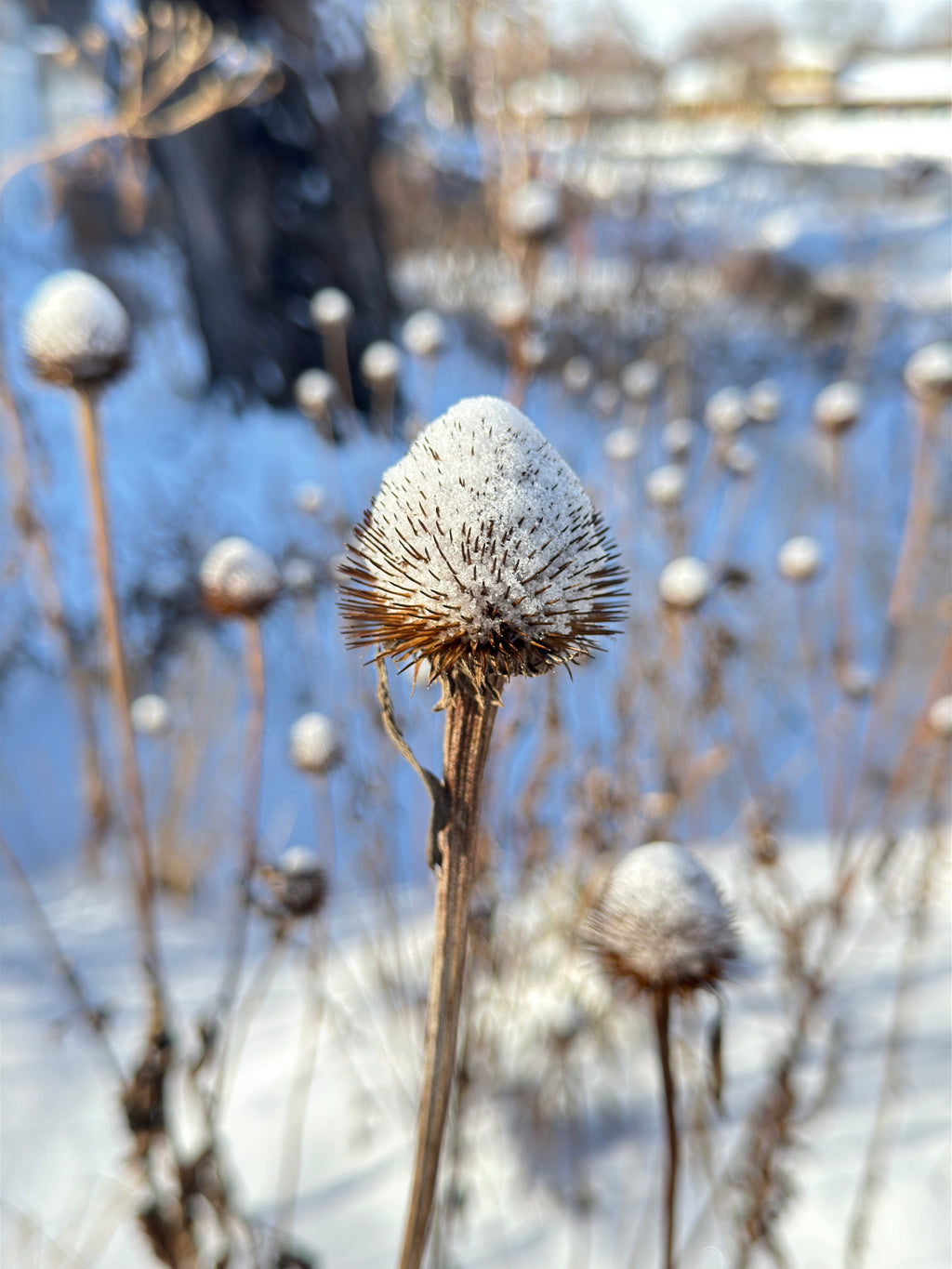 Eastern Purple Coneflower (Echinacea Purpurea)