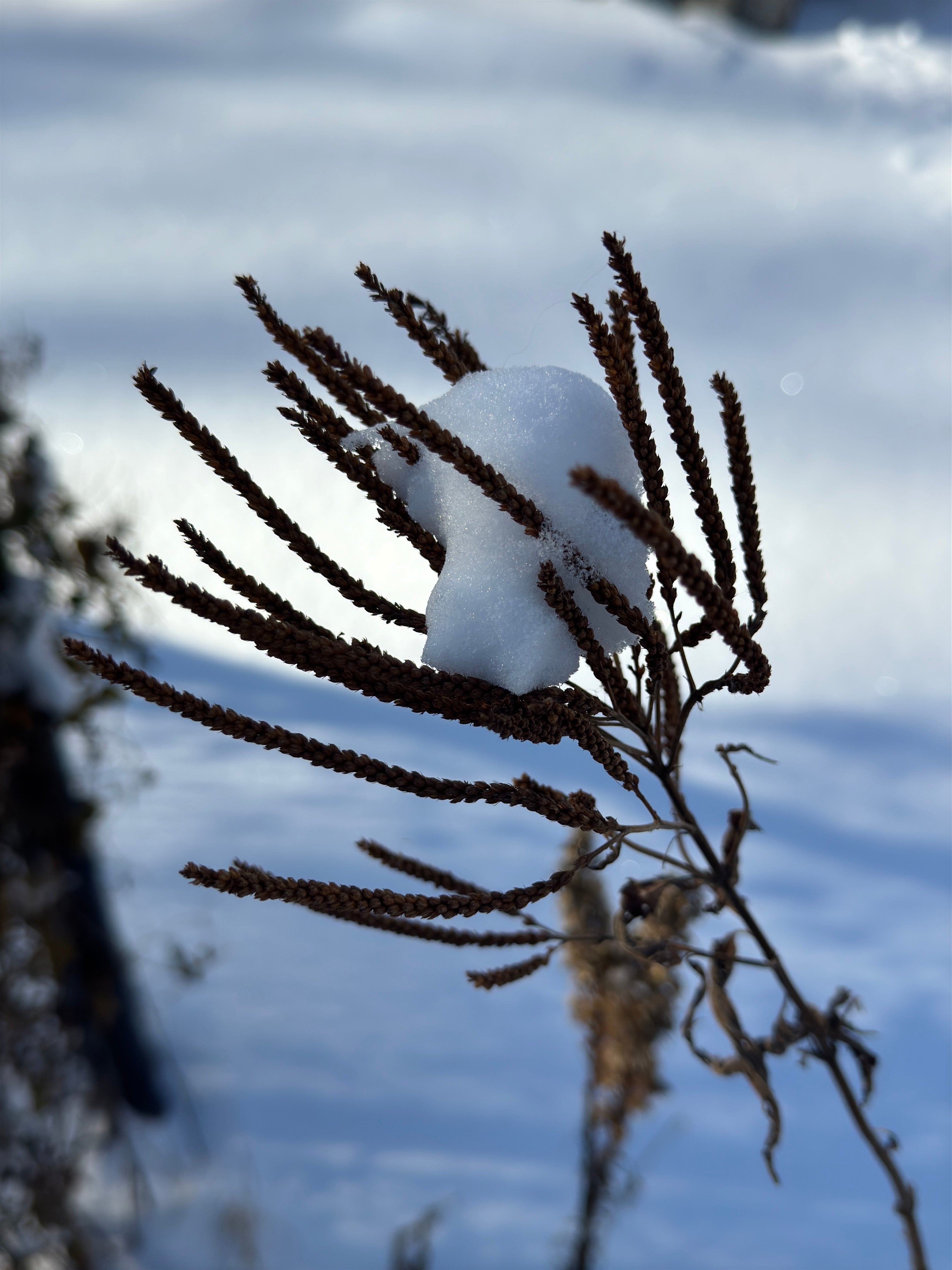 Blue Vervain (Verbena Hastata)