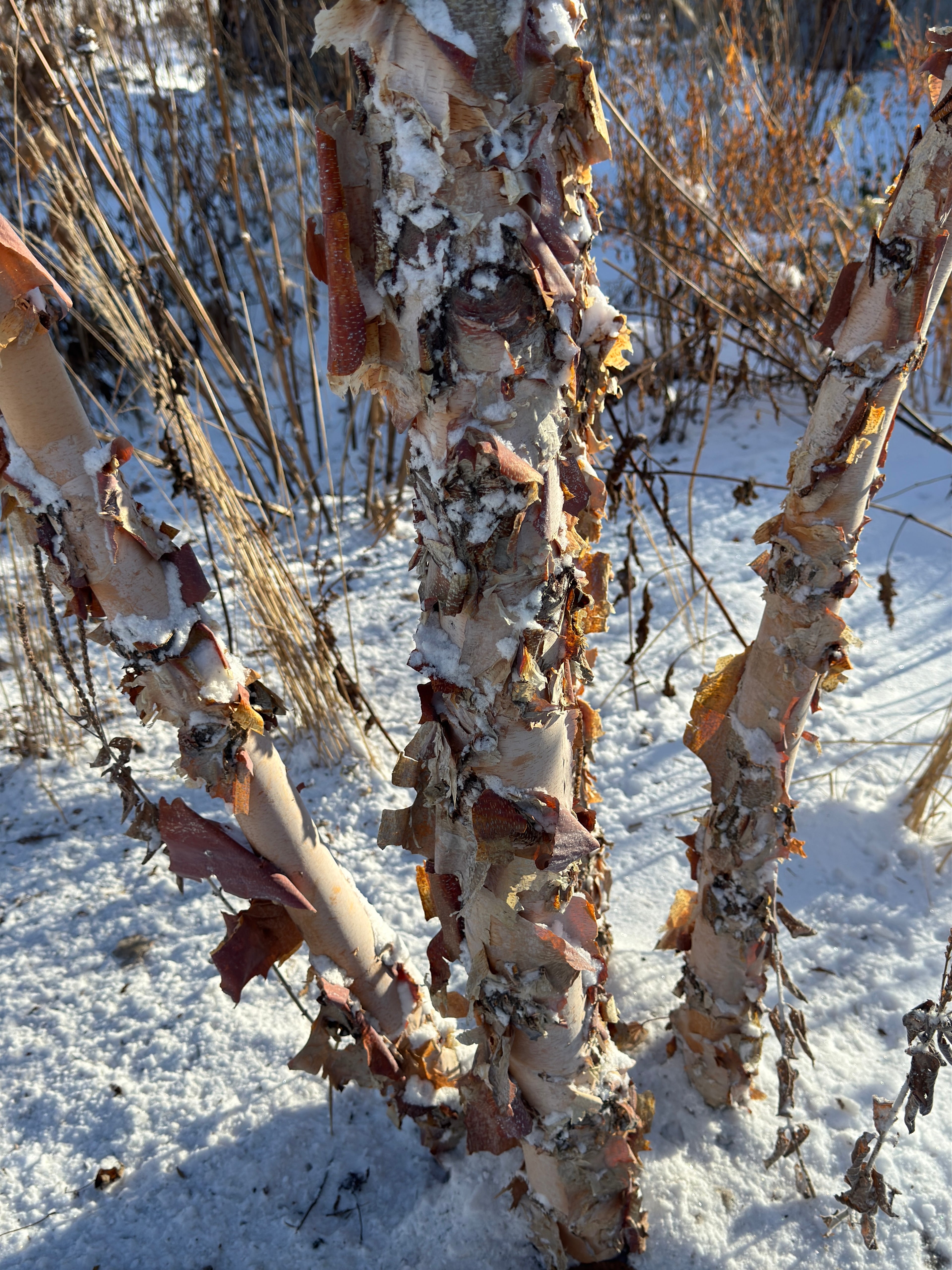 River Birch (Betula Nigra)