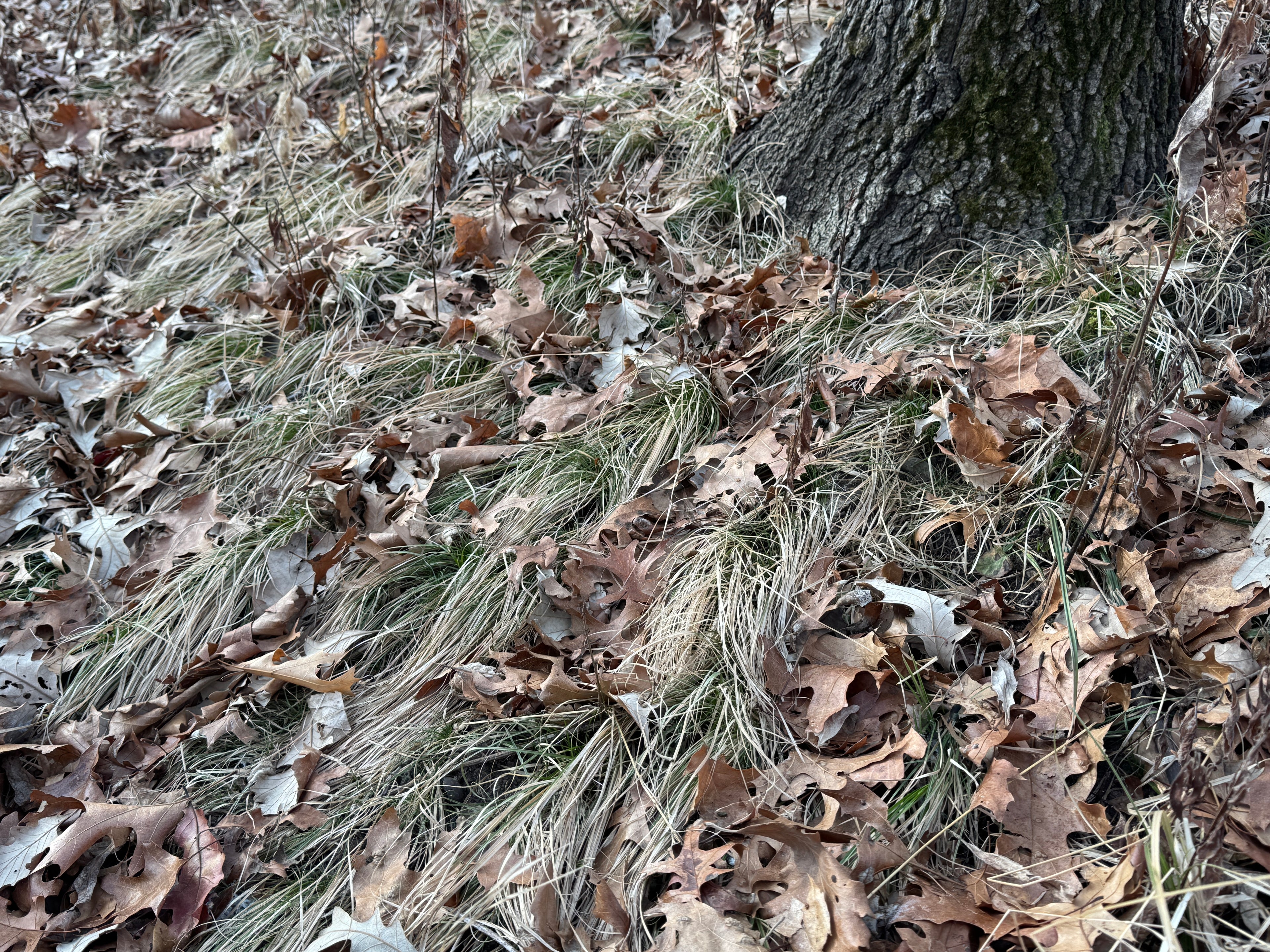 Penn Sedge (Carex Pensylvanica)