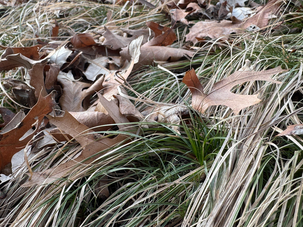 Penn Sedge (Carex Pensylvanica)