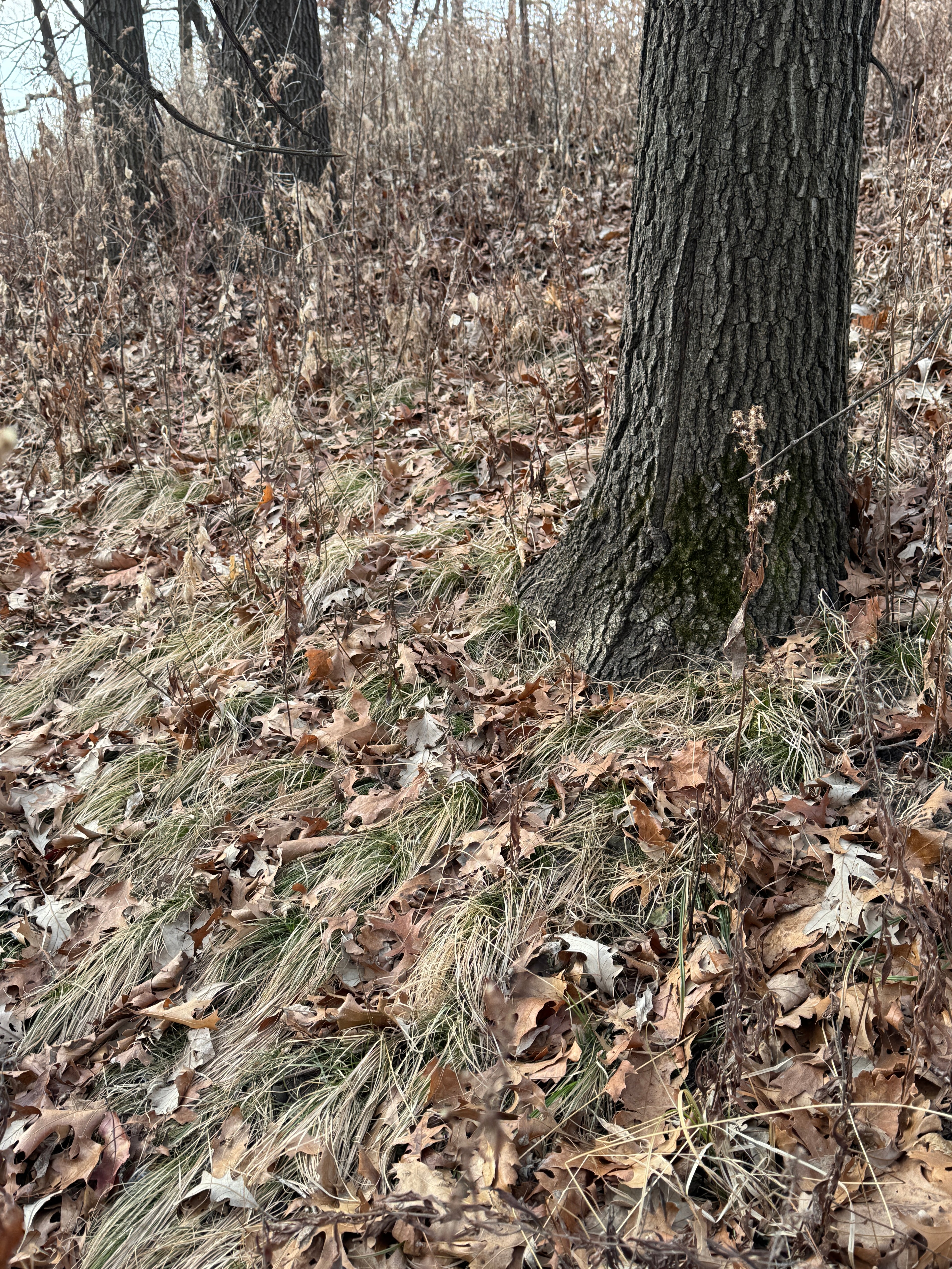 Penn Sedge (Carex Pensylvanica)
