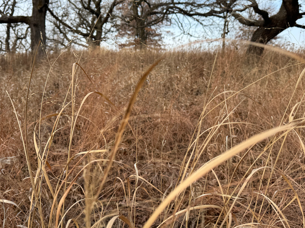 Switchgrass (Panicum Virgatum)