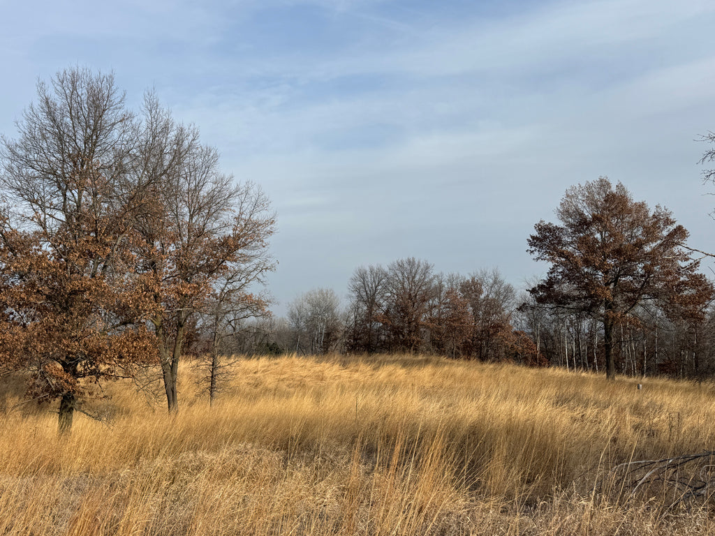 Yellow Prairie Grass (Sorghastrum Nutans)