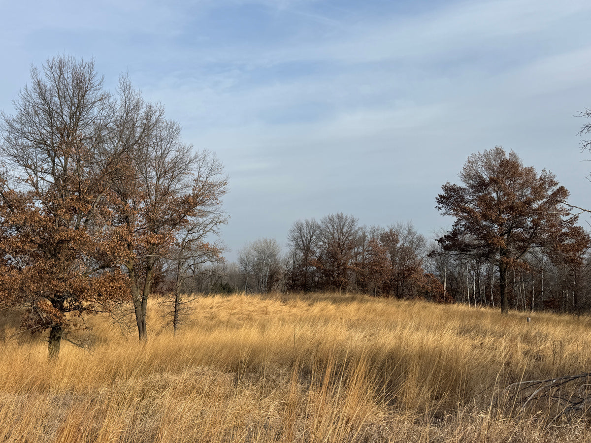 Yellow Prairie Grass (Sorghastrum Nutans)