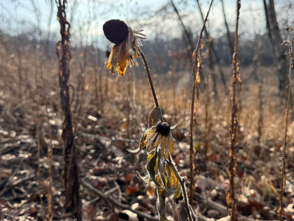 Black-eyed Susan (Rudbeckia Hirta)
