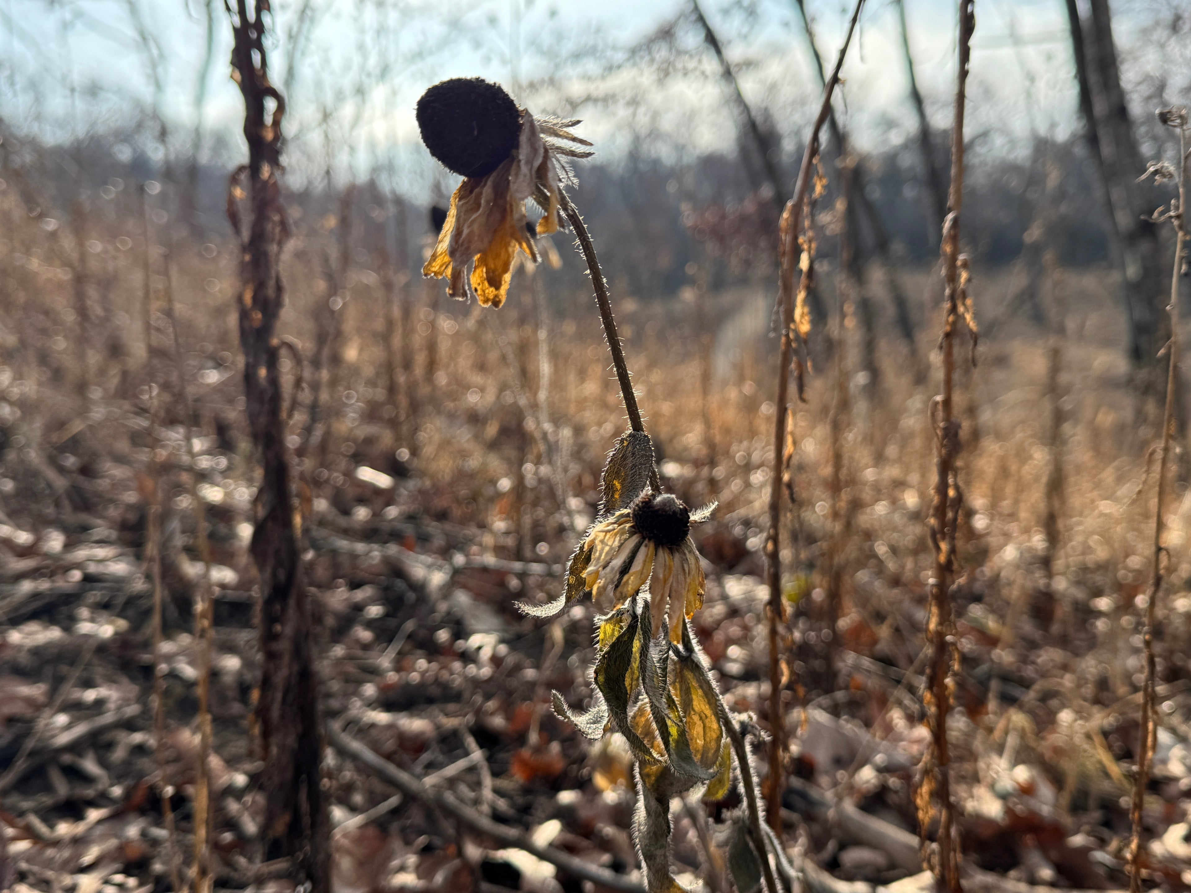 Black-eyed Susan (Rudbeckia Hirta)