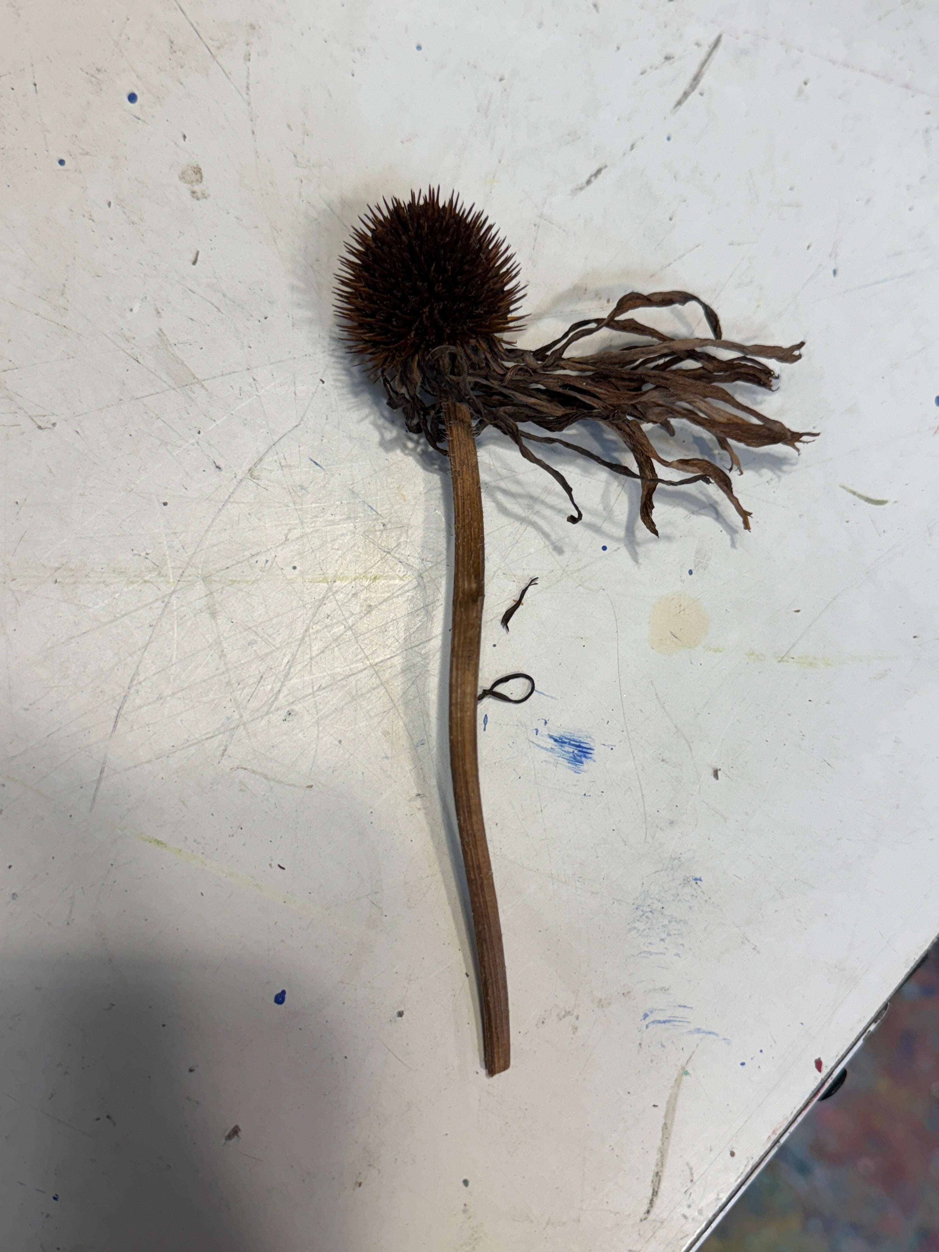 Narrow-leaved Purple Coneflower (Echinacea Angustifolia)