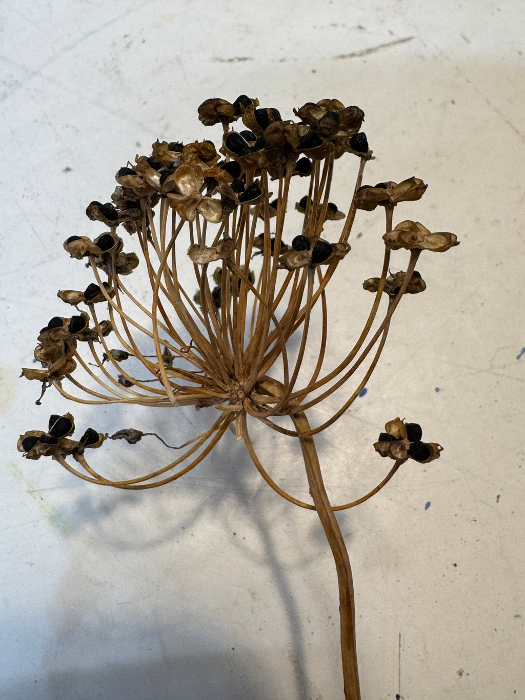 Nodding Onion (Allium Cernuum)