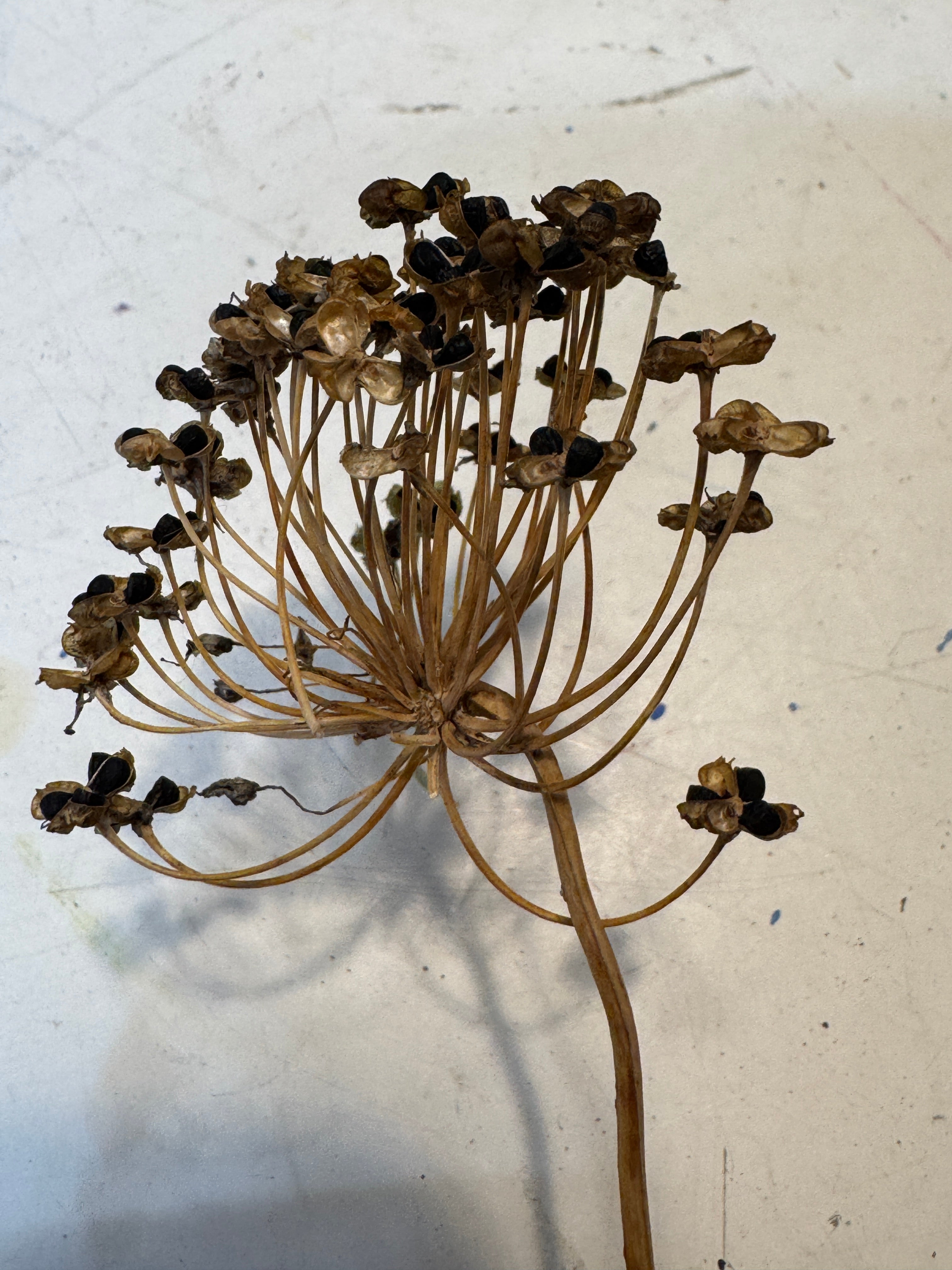 Nodding Onion (Allium Cernuum)