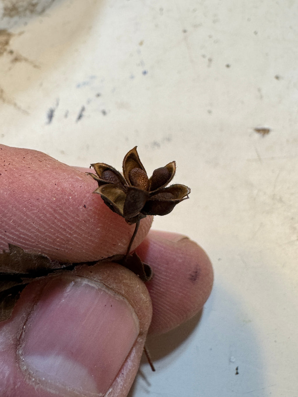 American Ipecac (Porteranthus stipulatus)