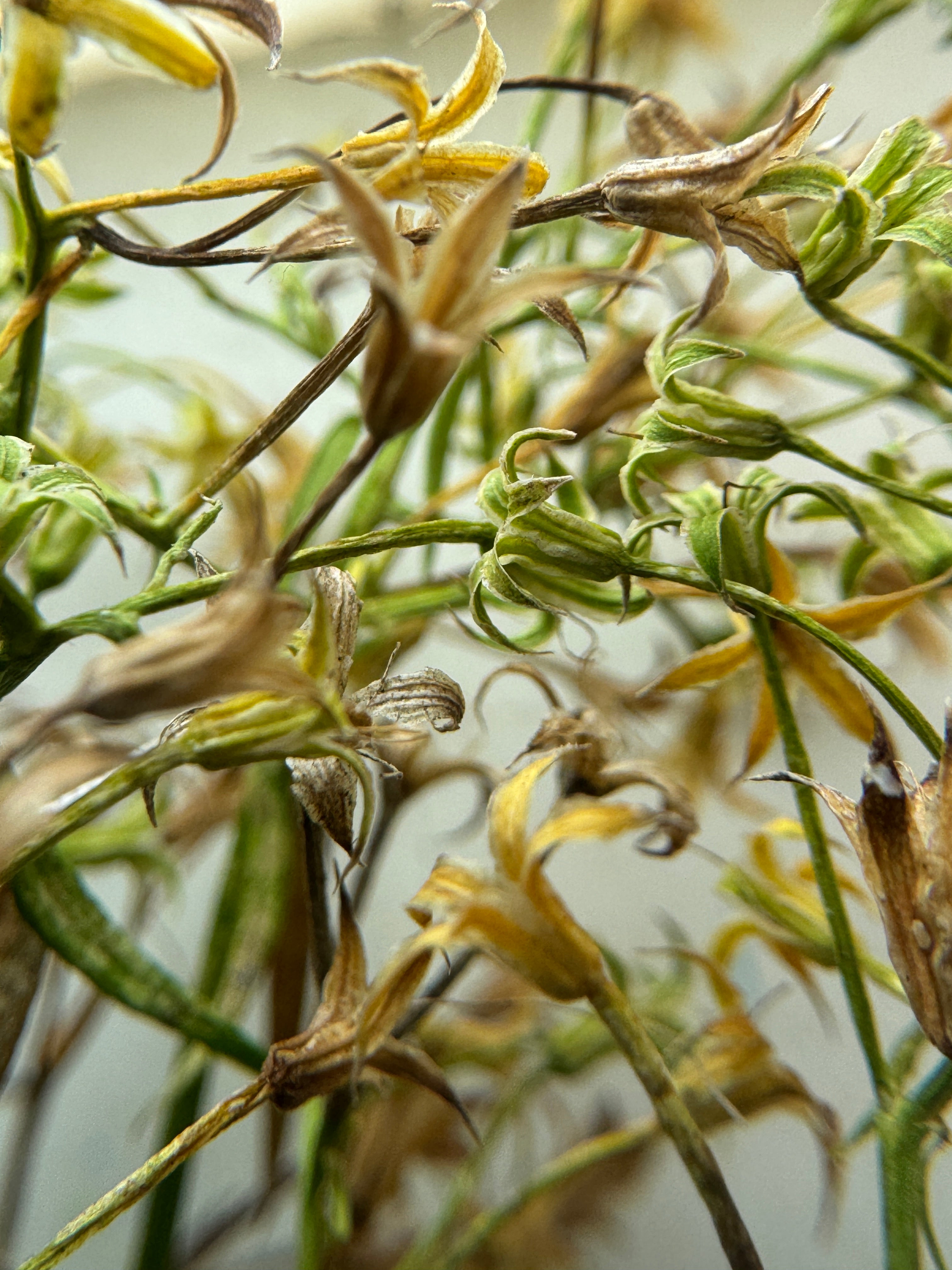 Smooth Phlox (Phlox glaberrima interior)