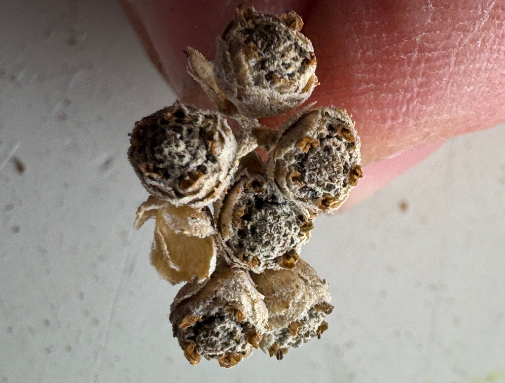 Wild Quinine (Parthenium Integrifolium)
