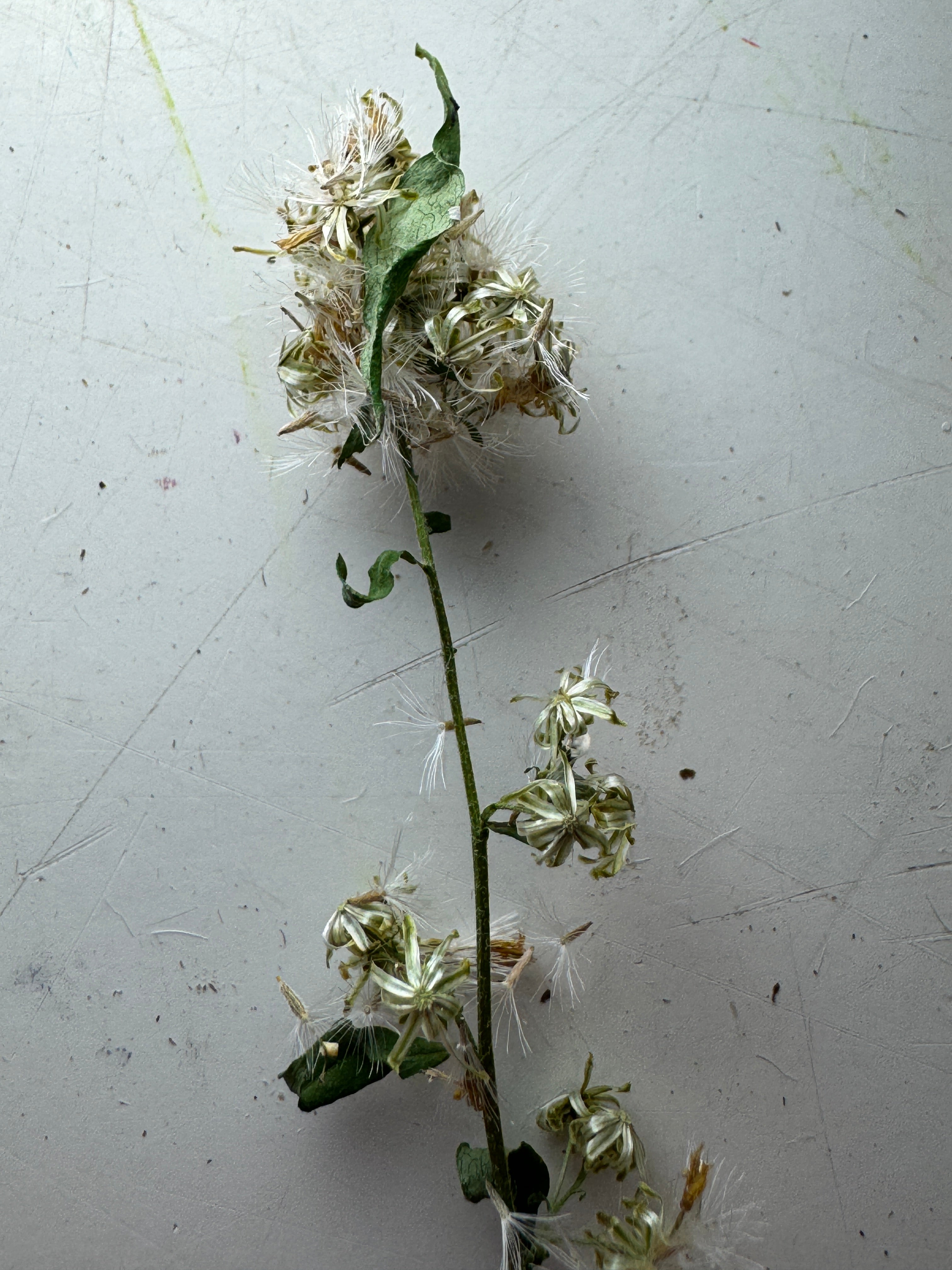 Zigzag Goldenrod (Solidago Flexicaulis)