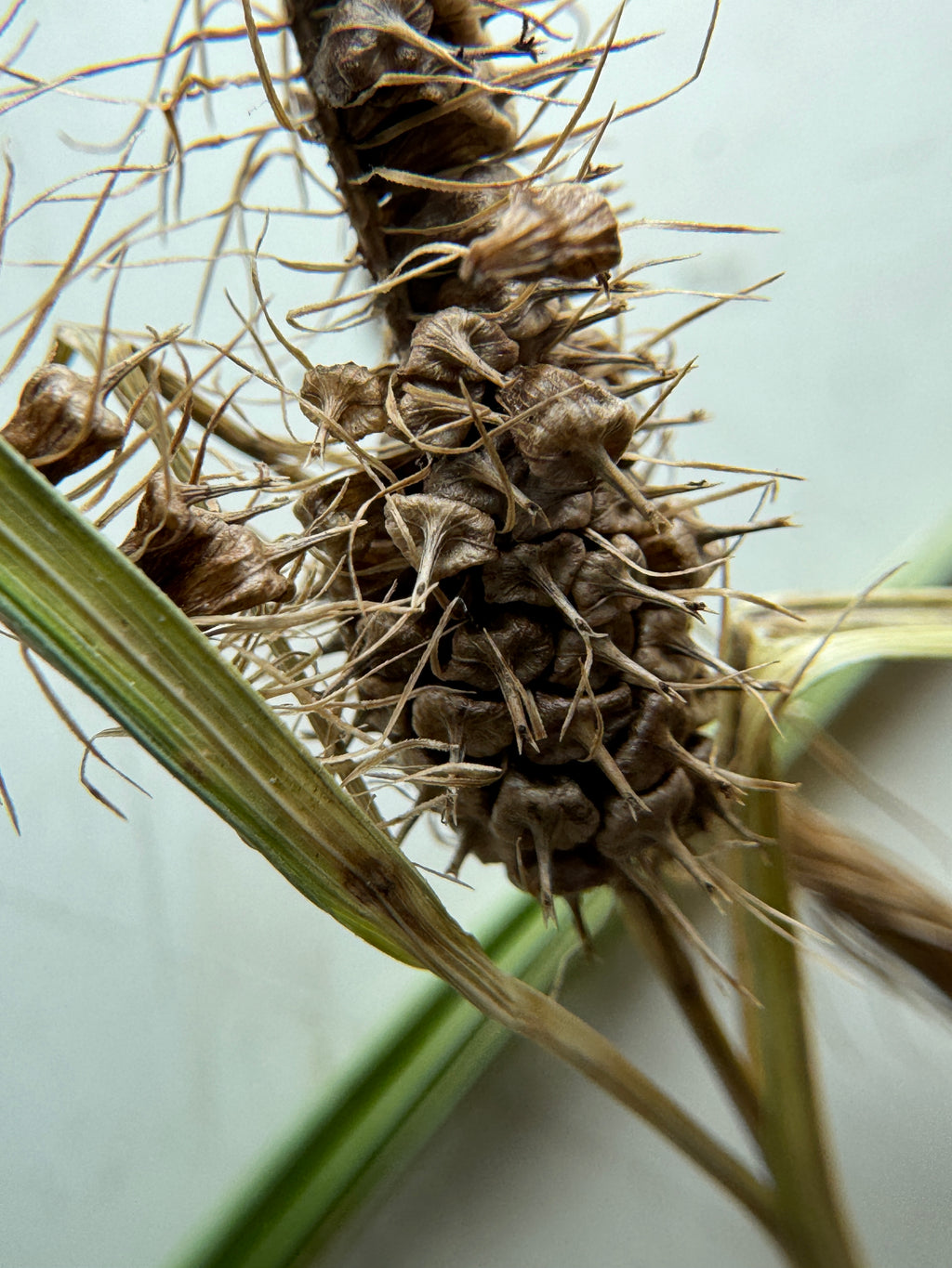 Frank's Sedge (Carex Frankii)