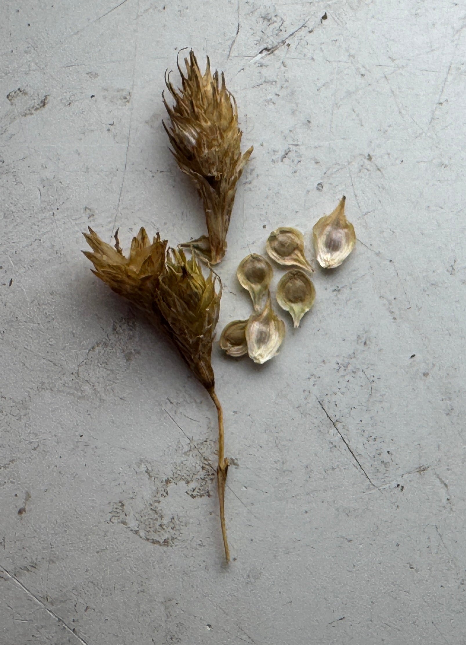 Bicknell's Sedge (Carex Bicknellii)