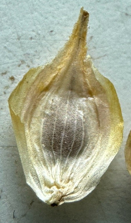 Bicknell's Sedge (Carex Bicknellii)