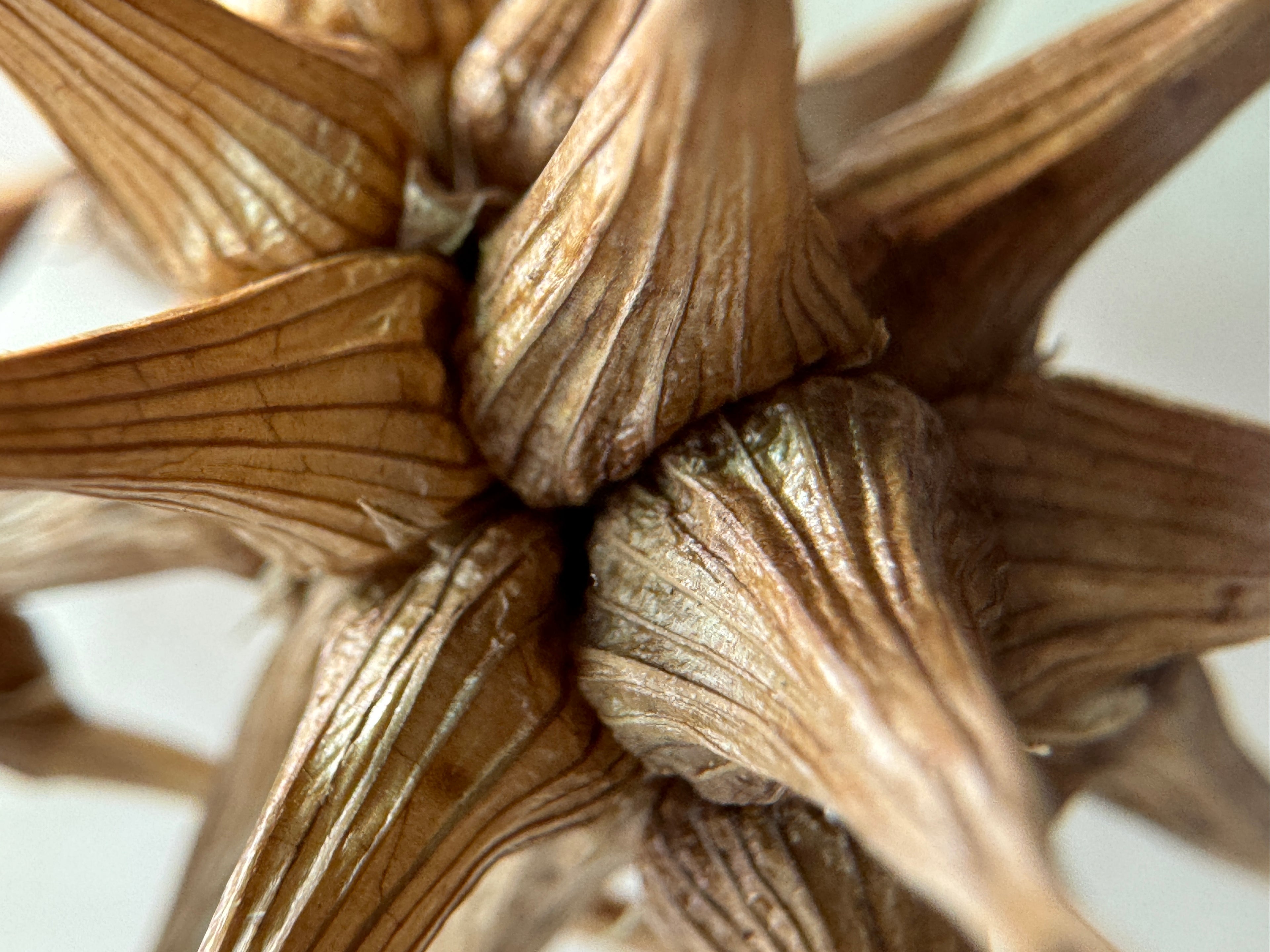 Gray's Sedge (Carex Grayi)