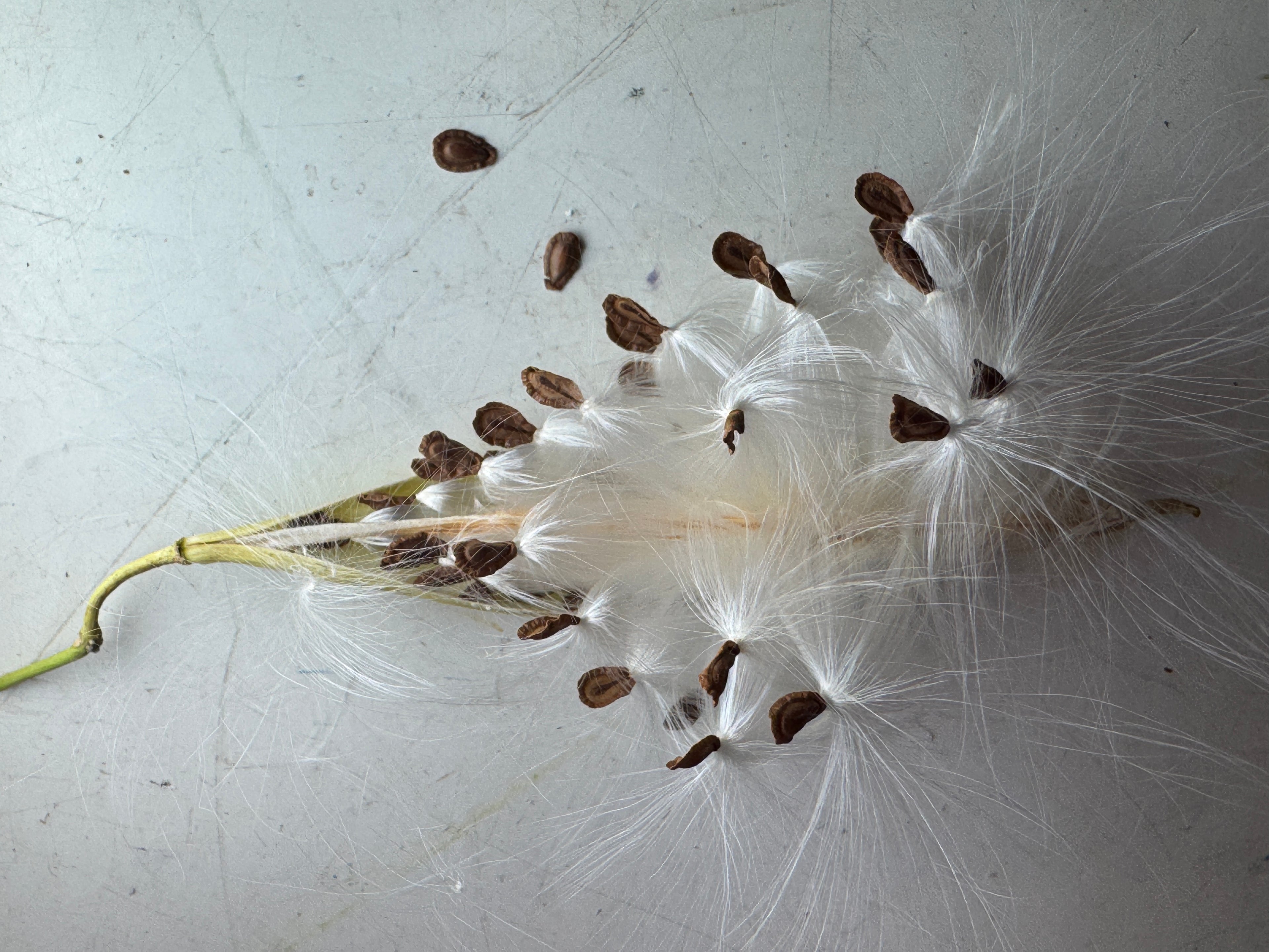 Butterfly Milkweed (Asclepias Tuberosa)