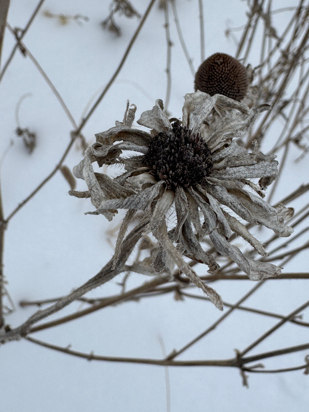 Black-eyed Susan (Rudbeckia Hirta)