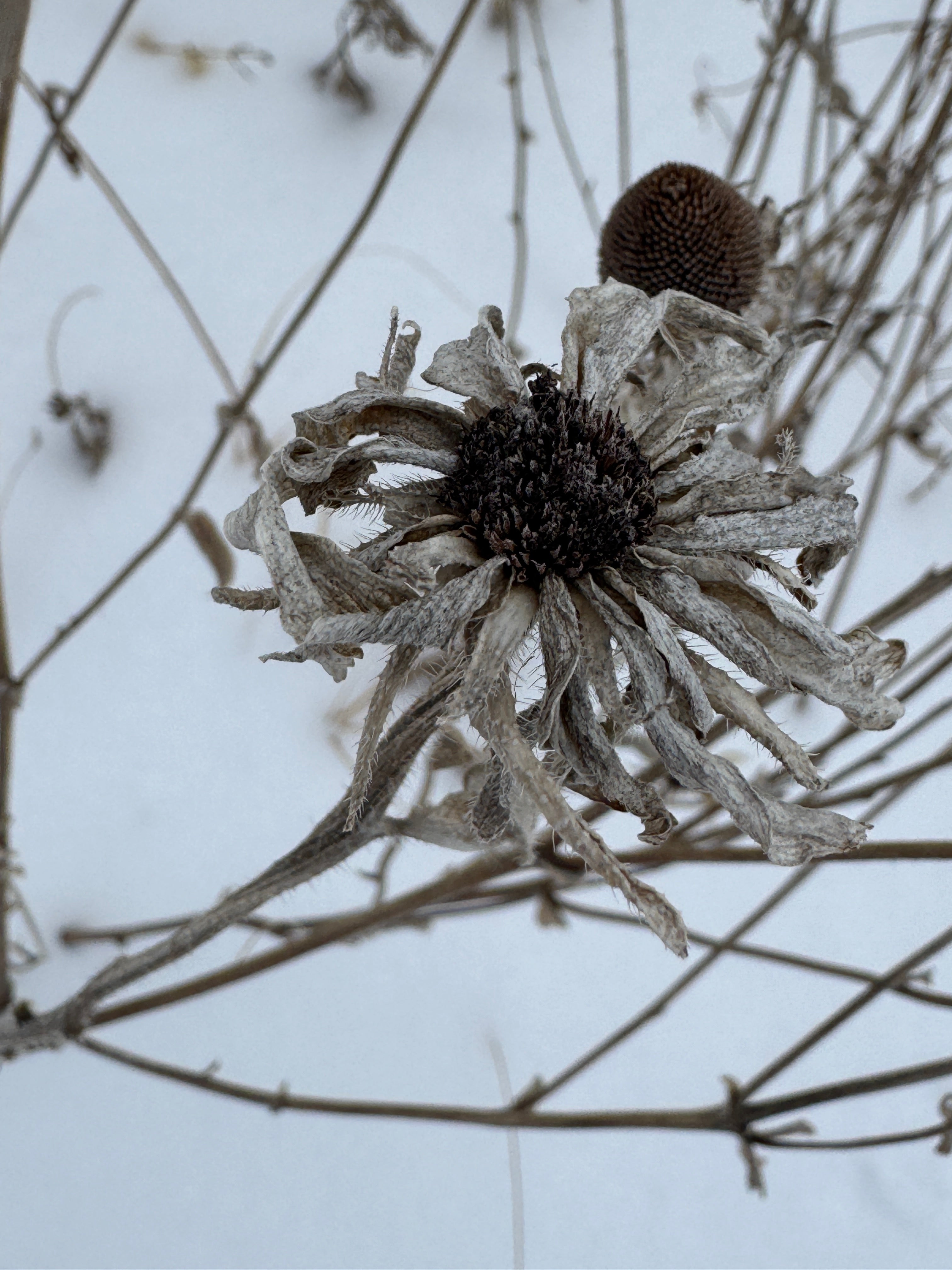 Black-eyed Susan (Rudbeckia Hirta)
