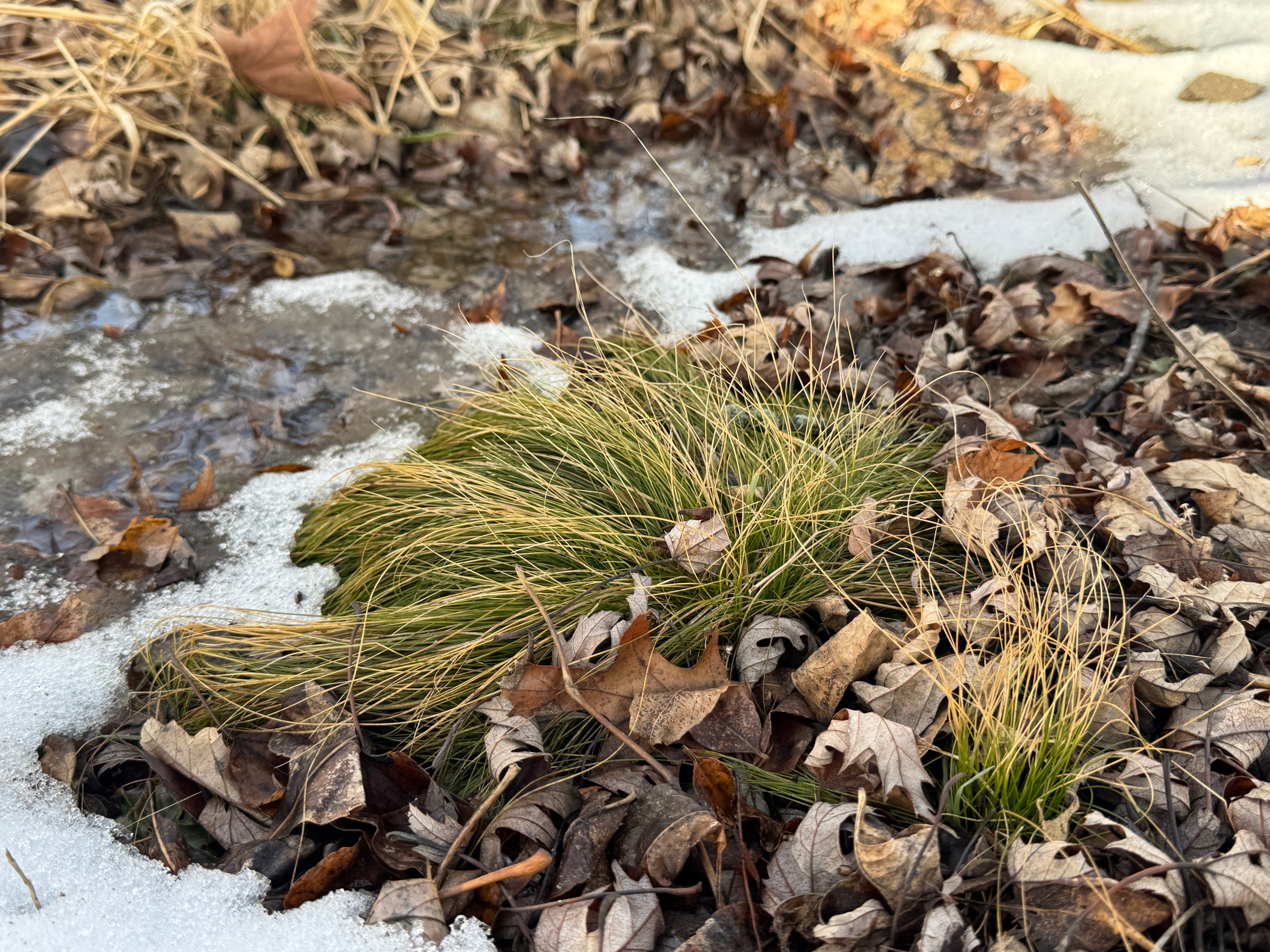 Ivory Sedge (Carex Eburnea)