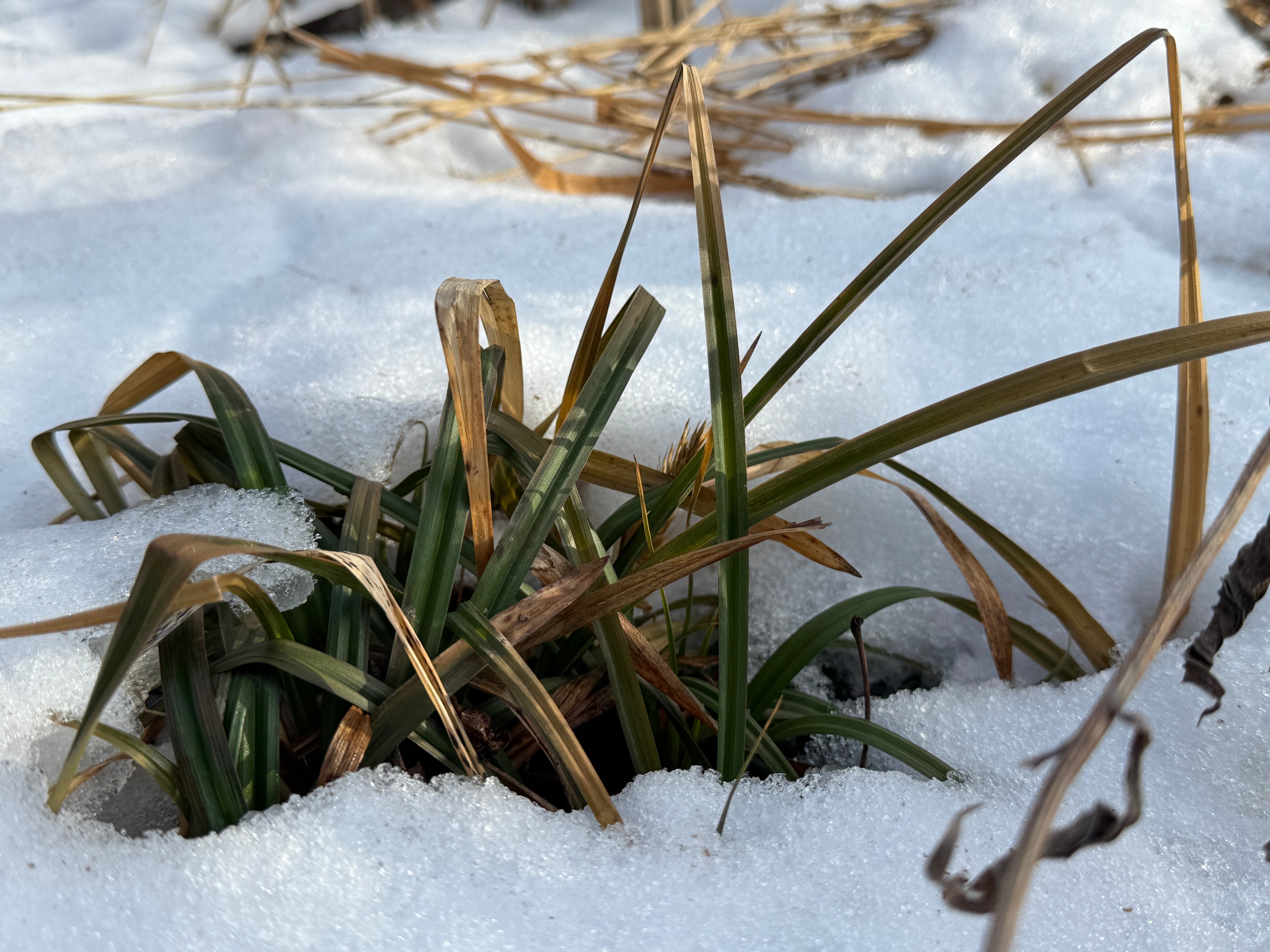 Gray's Sedge (Carex Grayi)