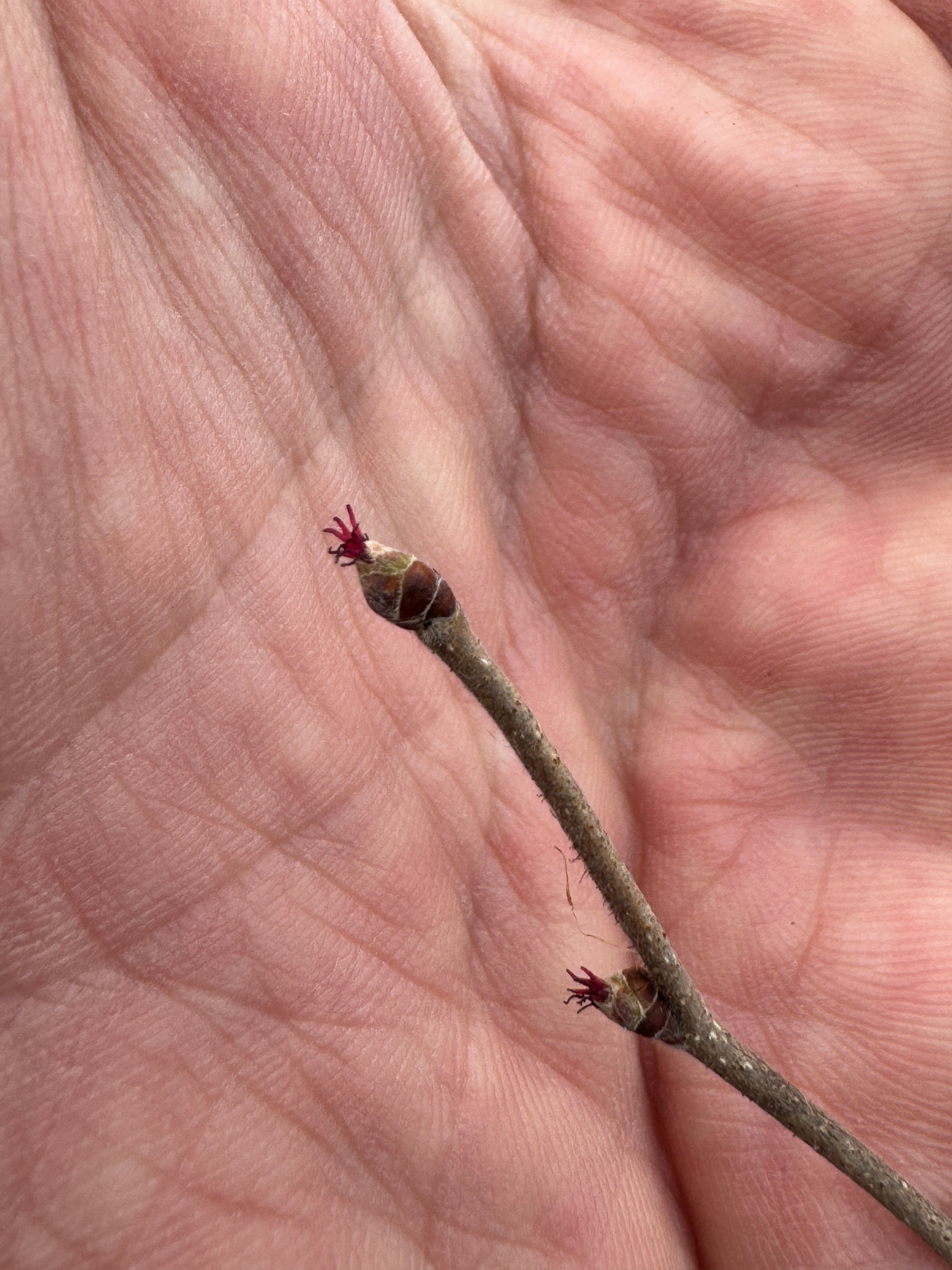 American Hazelnut (Corylus americana)