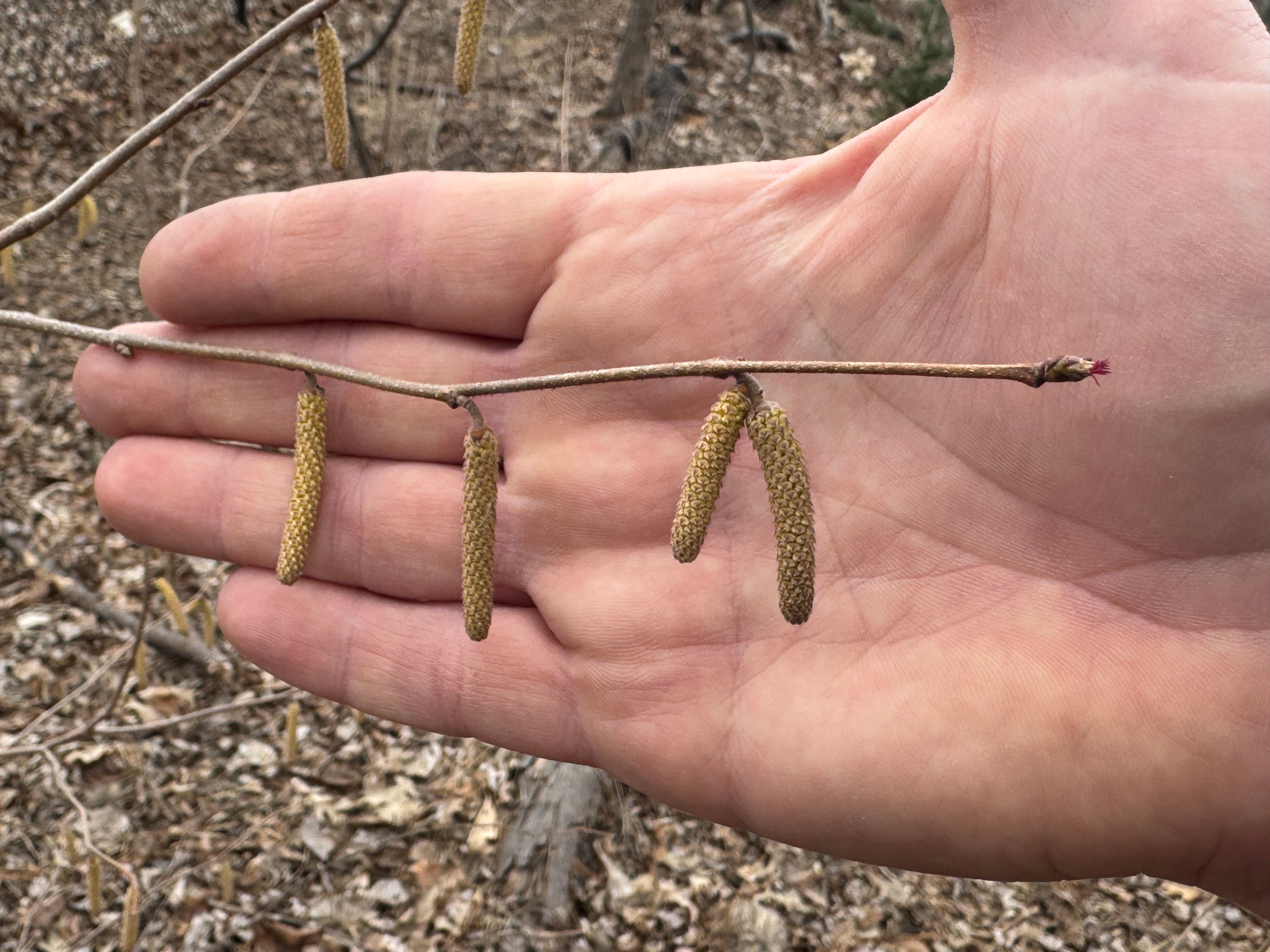 American Hazelnut (Corylus americana)