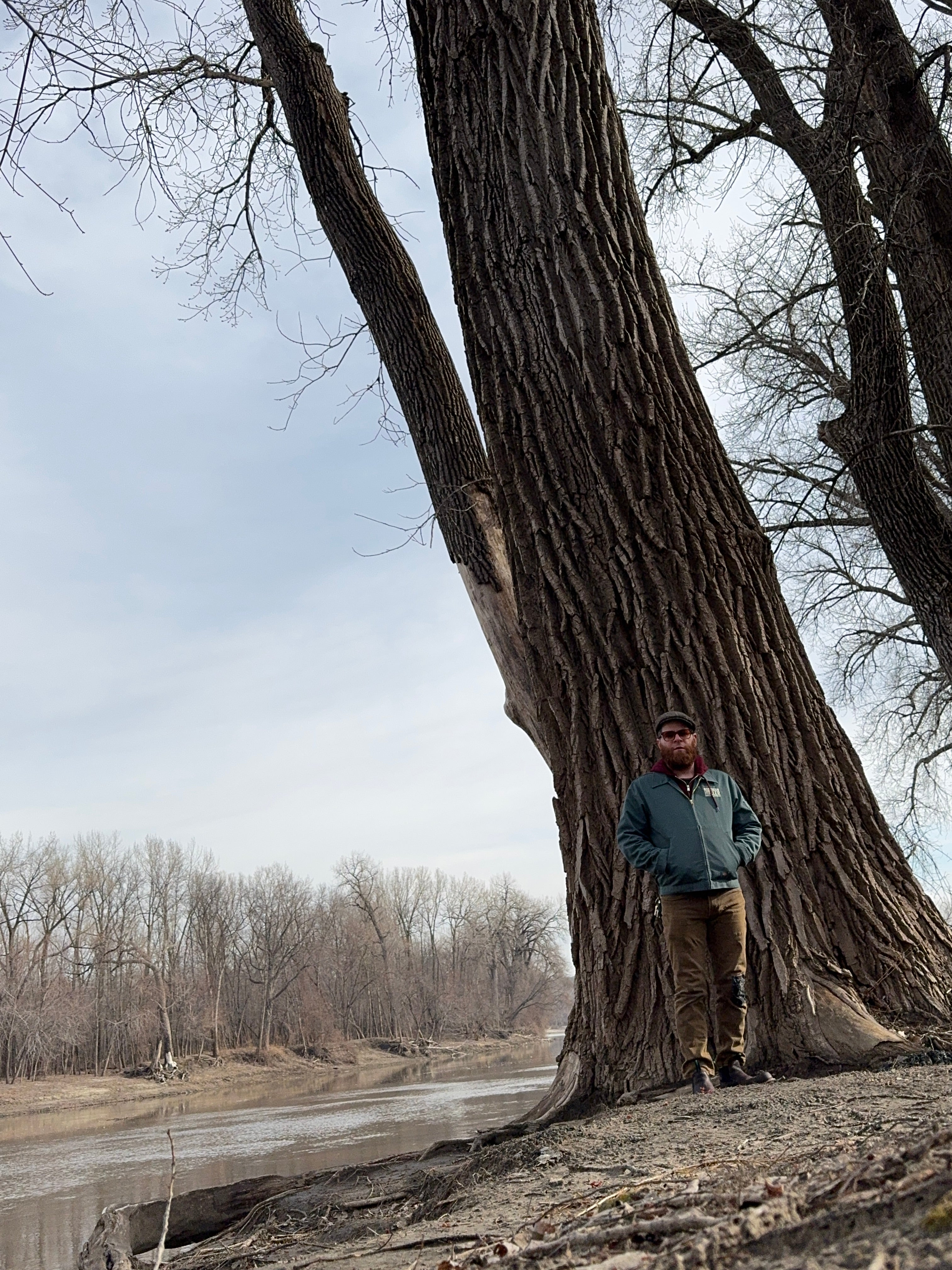 Cottonwood (Populus Deltoides)