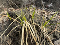 Prairie Cordgrass (Spartina pectinata)