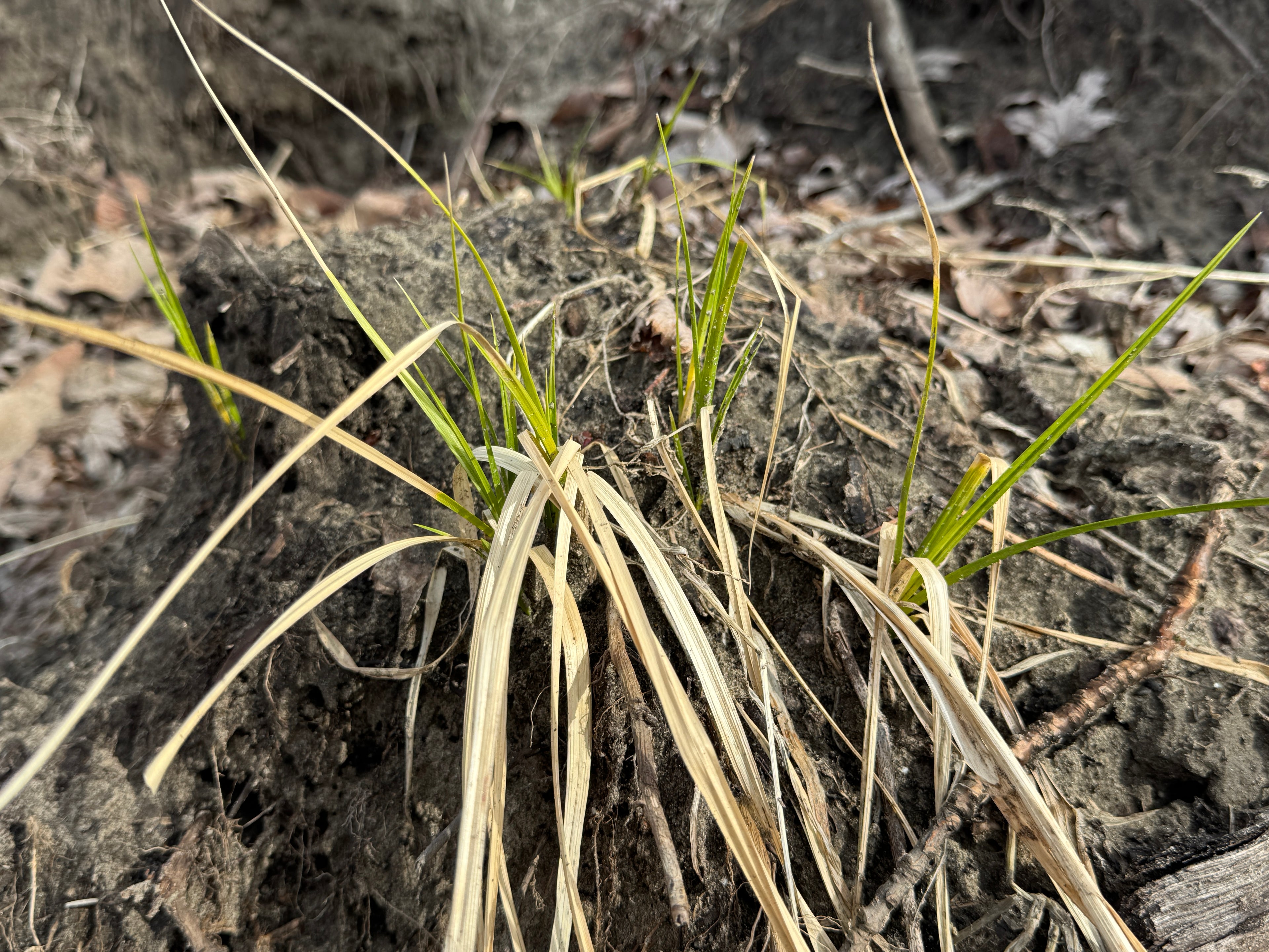 Prairie Cordgrass (Spartina pectinata)