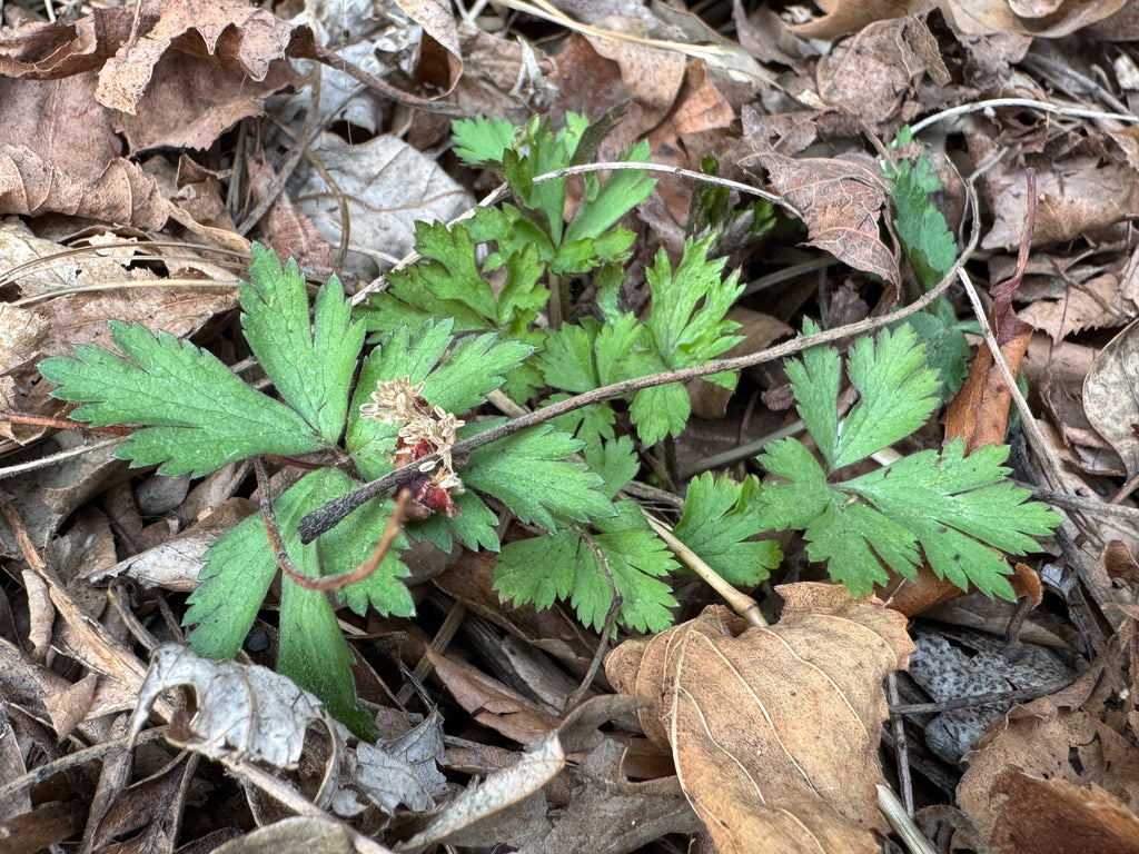 Tall Thimbleweed (Anemone Virginiana)