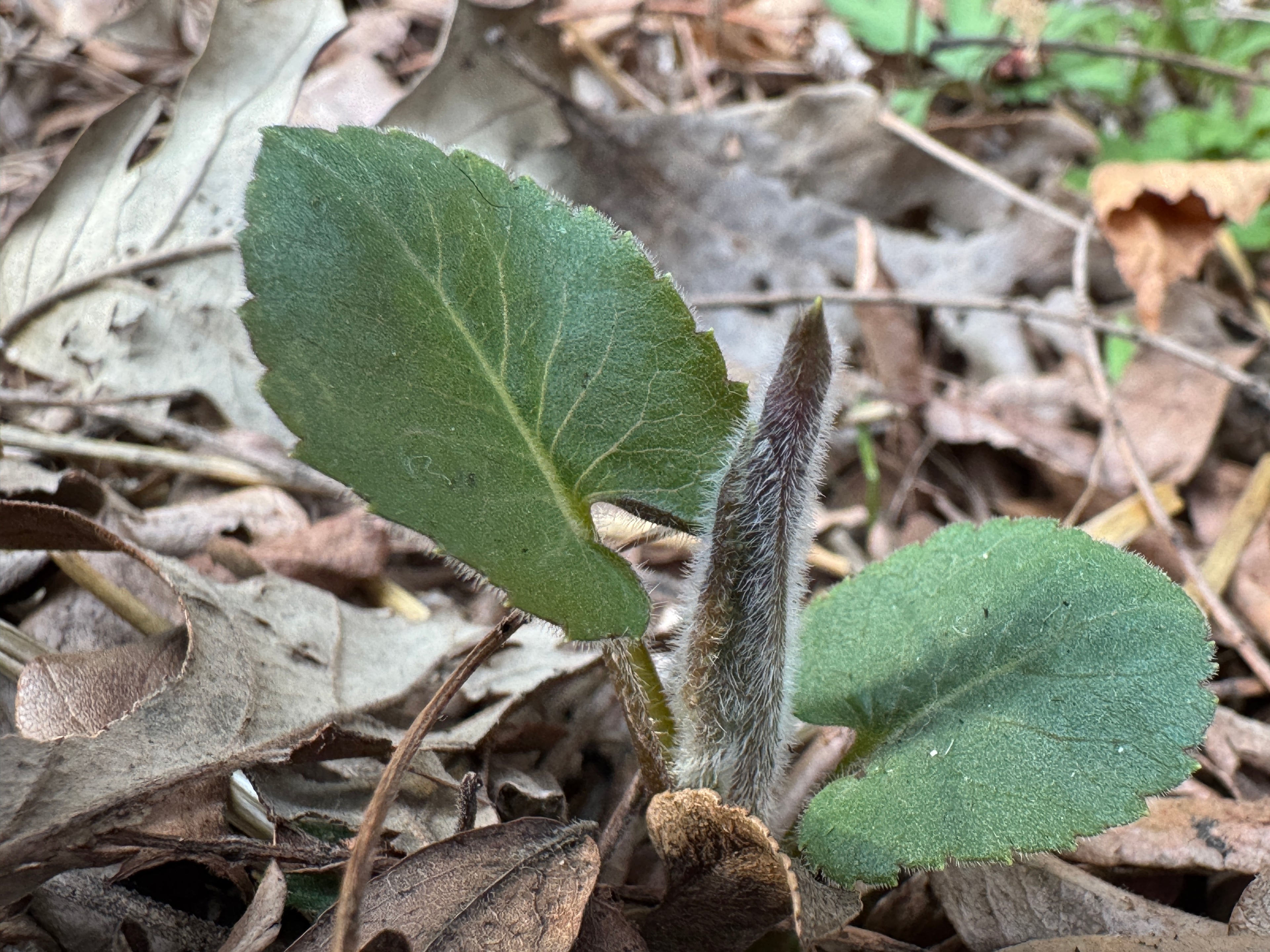 Big-leaf Aster (Eurybia Macrophylla)