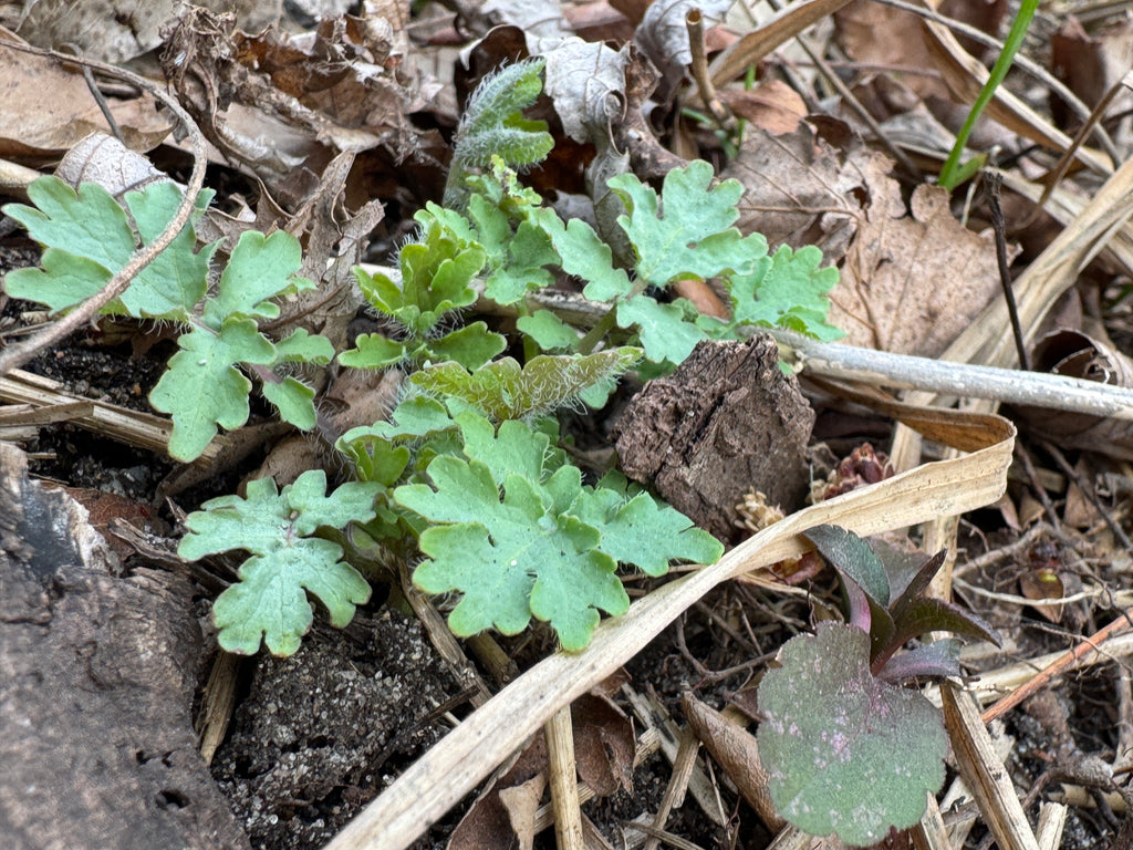 Celandine Poppy (Stylophorum Diphyllum)