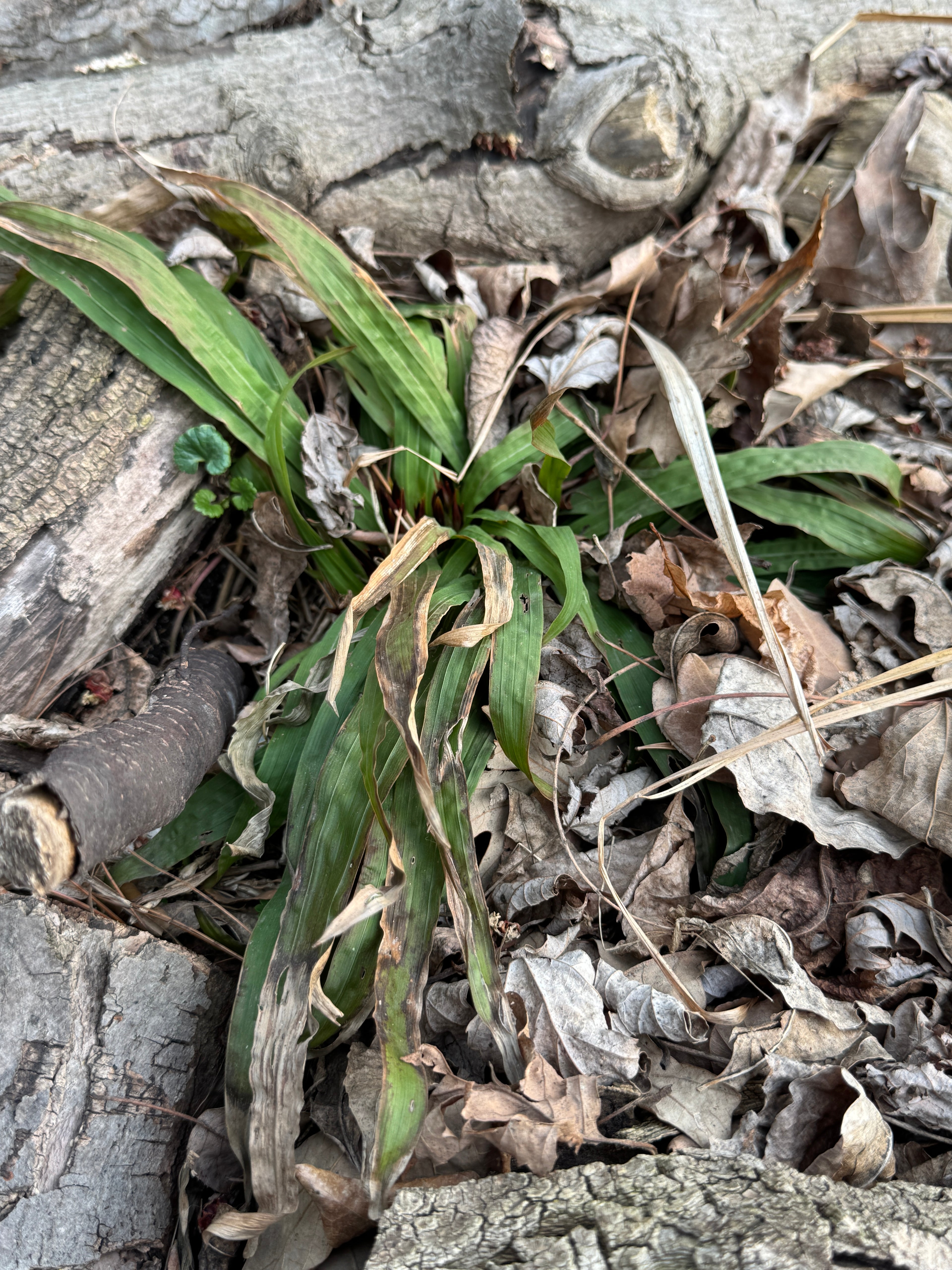 Plantain Sedge (Carex Plantaginea)