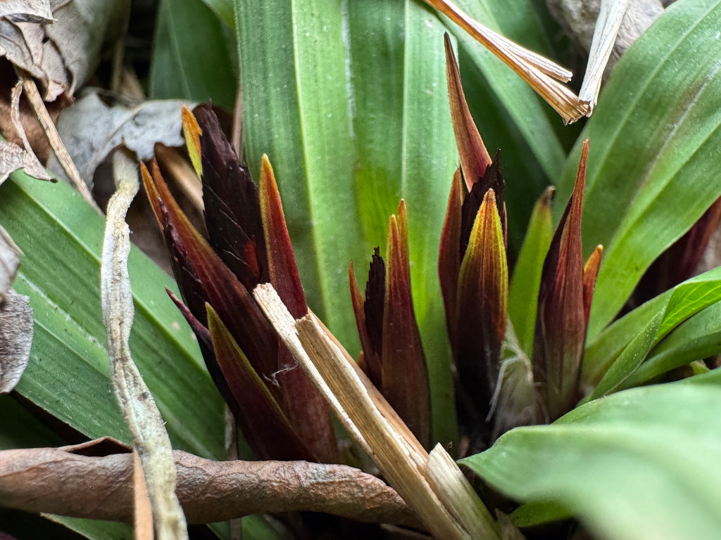 Plantain Sedge (Carex Plantaginea)