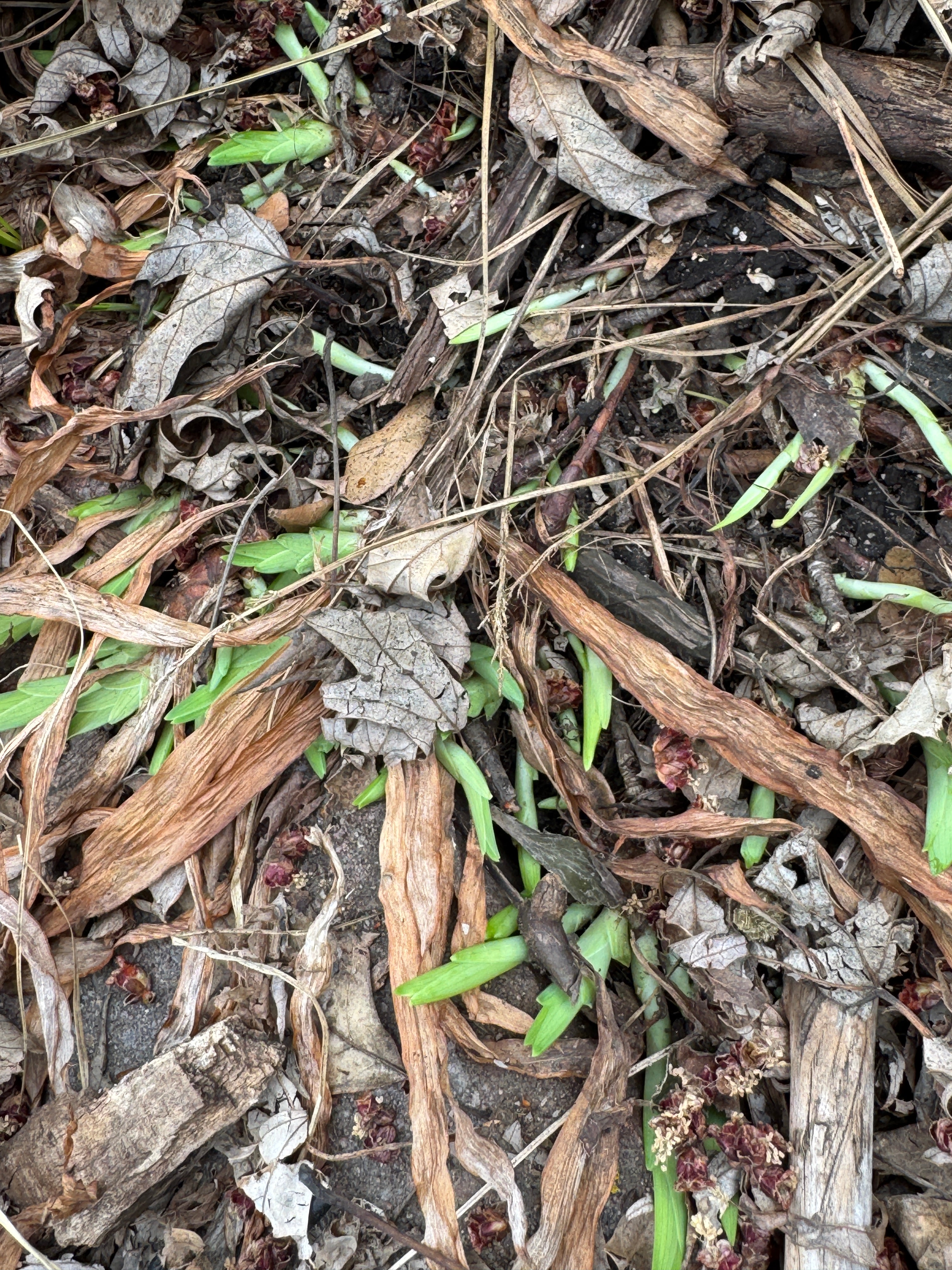 Dwarf Crested Iris (Iris Cristata)