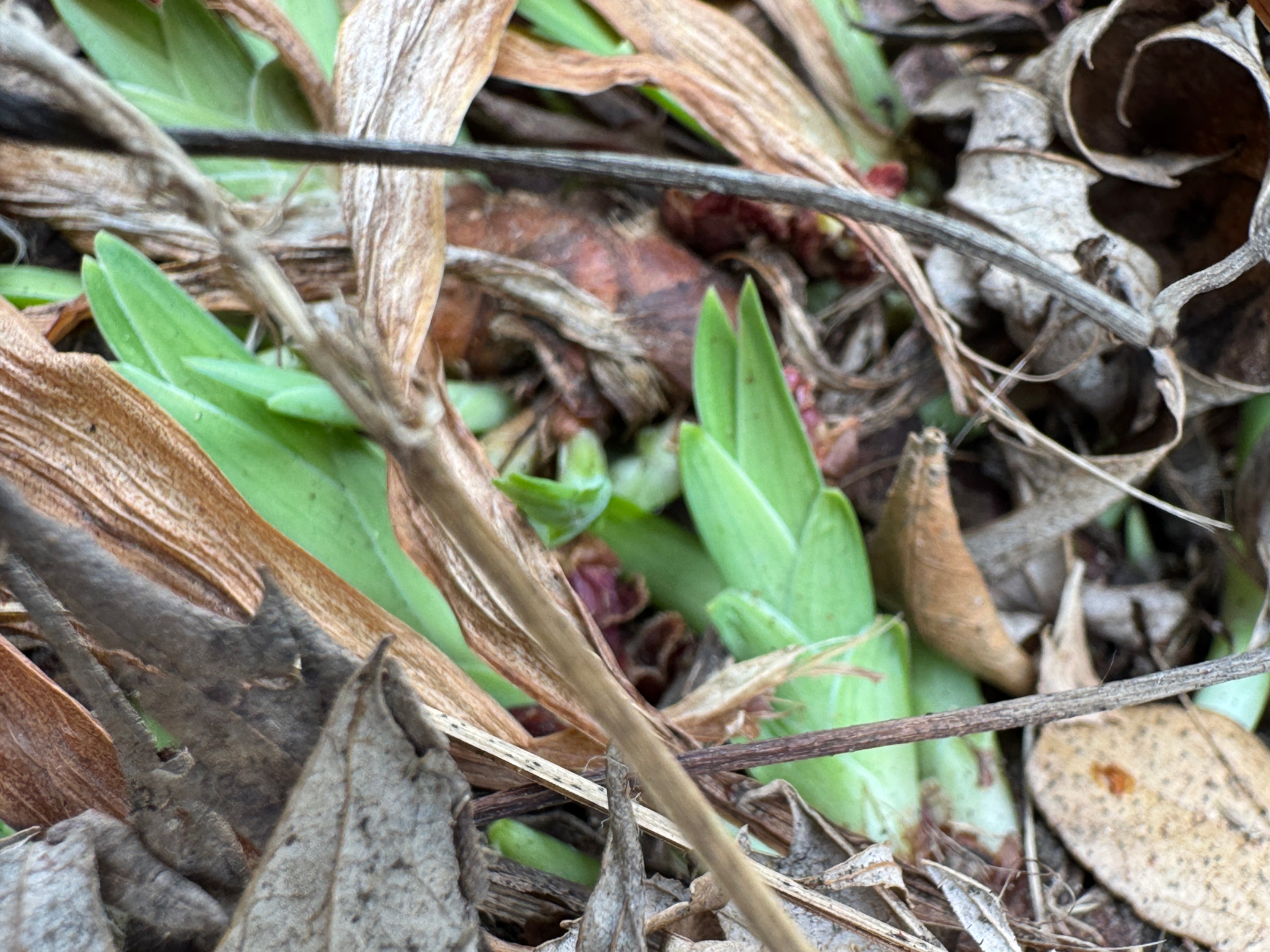 Dwarf Crested Iris (Iris Cristata)