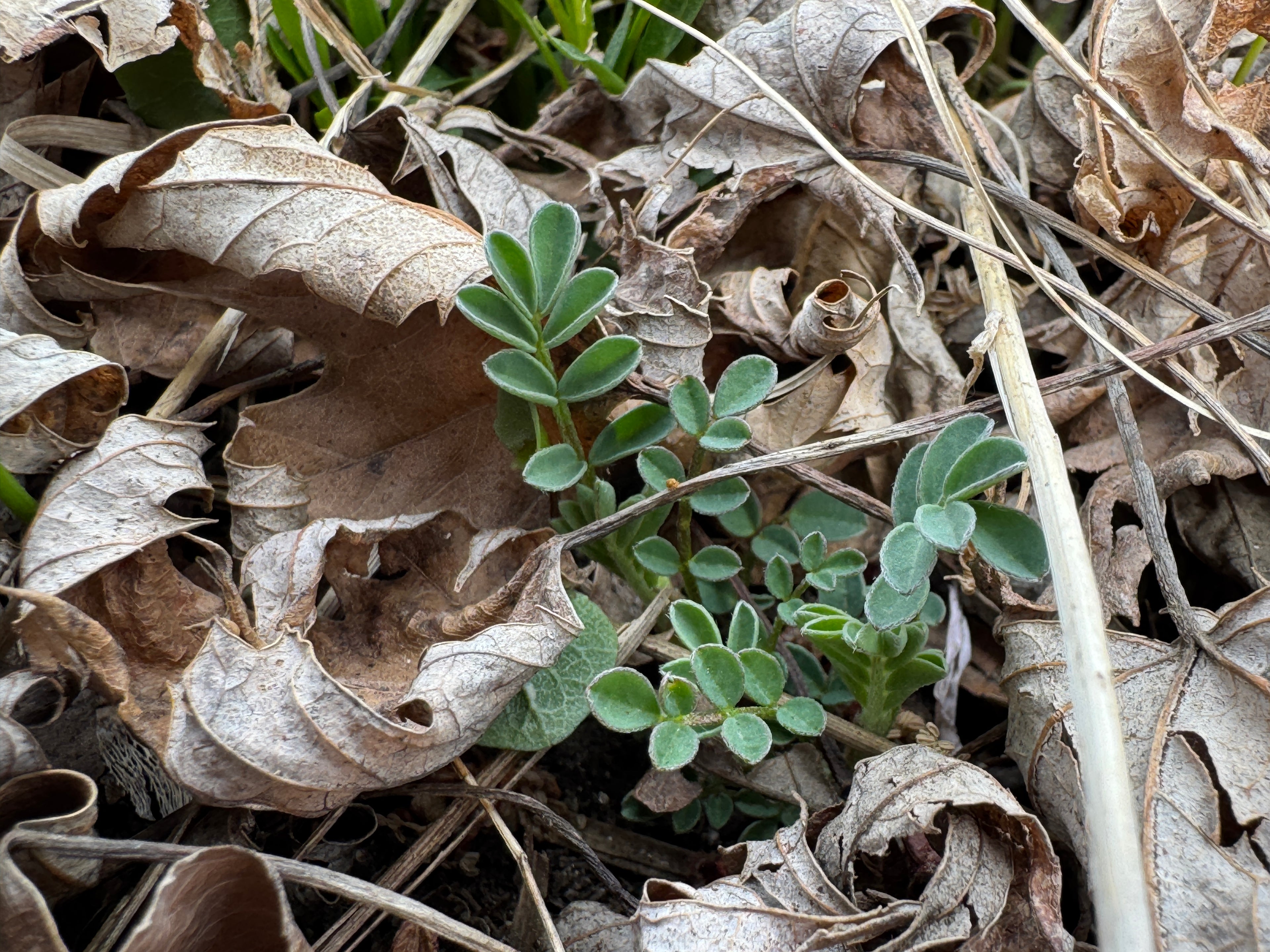 Ground Plum (Astragalus Crassicarpus)