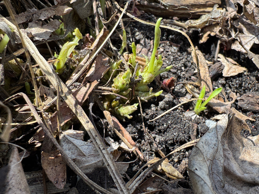 Prairie Violet (Viola pedatifida)