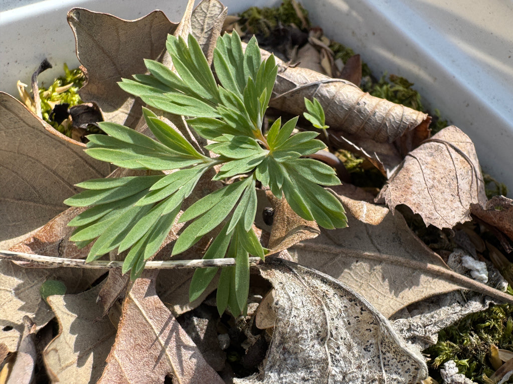 Dutchman's britches (Dicentra Cucullaria)