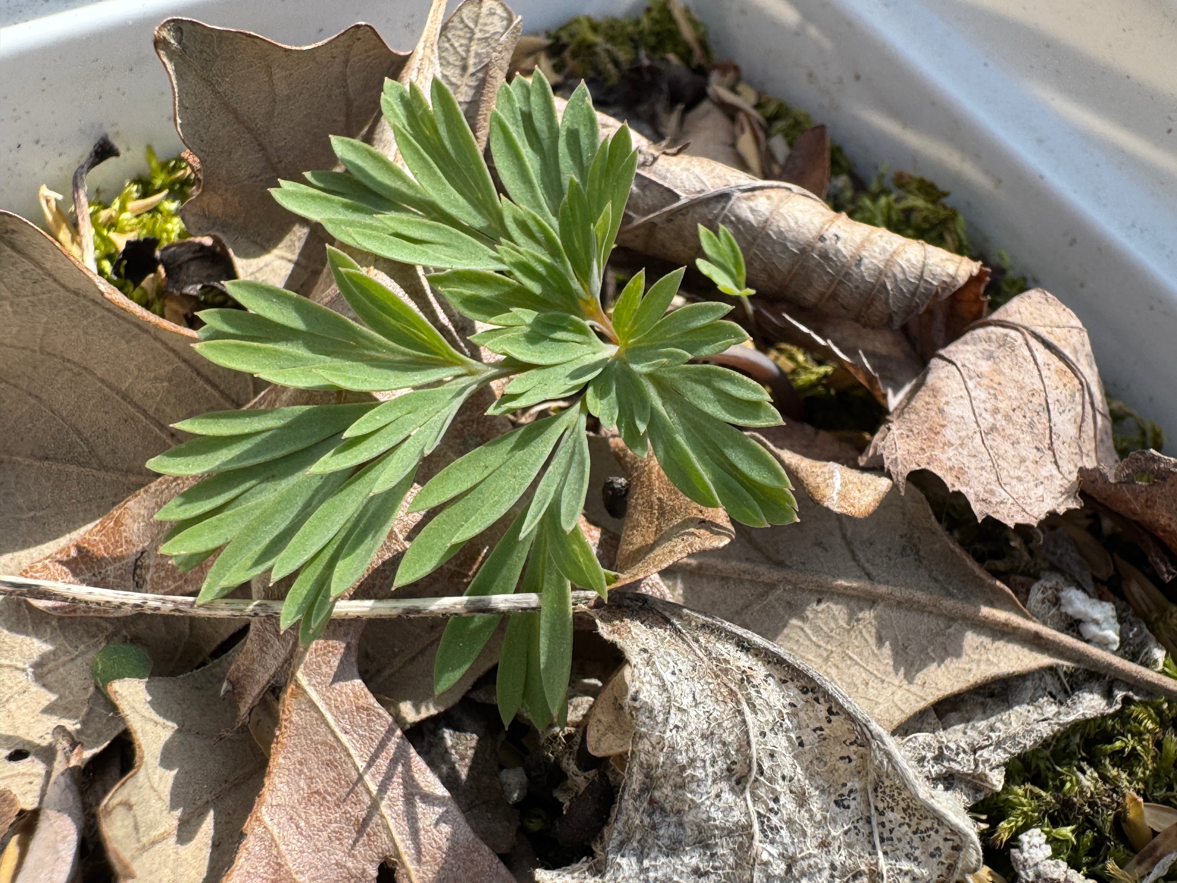 Dutchman's britches (Dicentra Cucullaria)