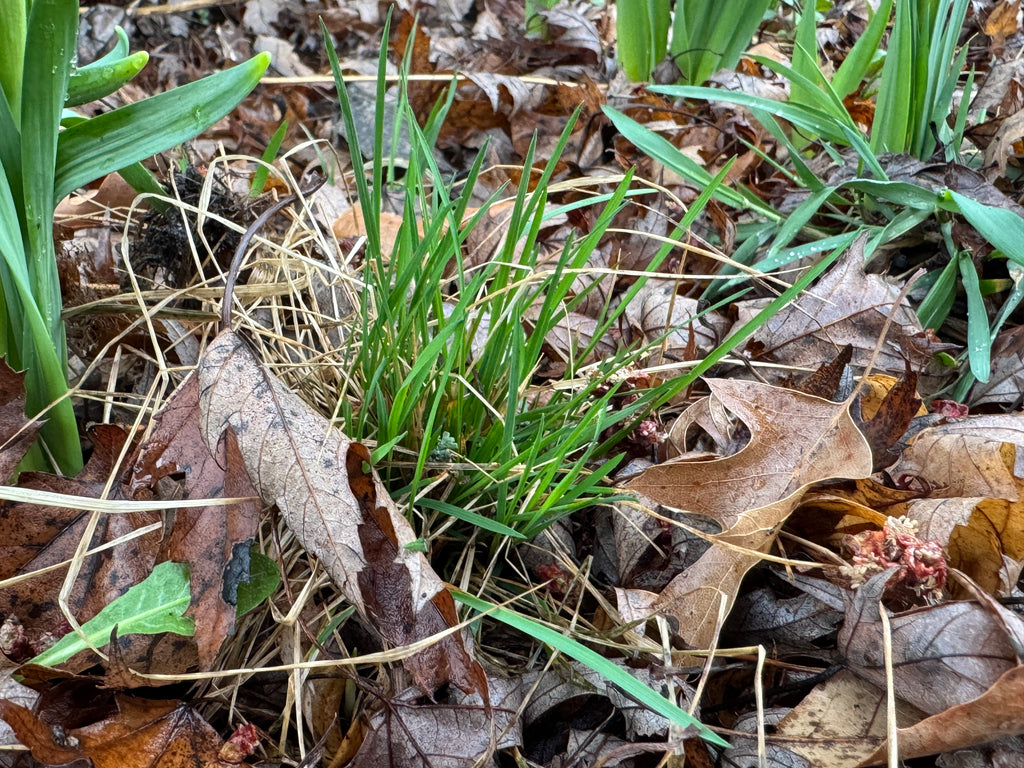 Nodding Fescue (Festuca Subverticillata)