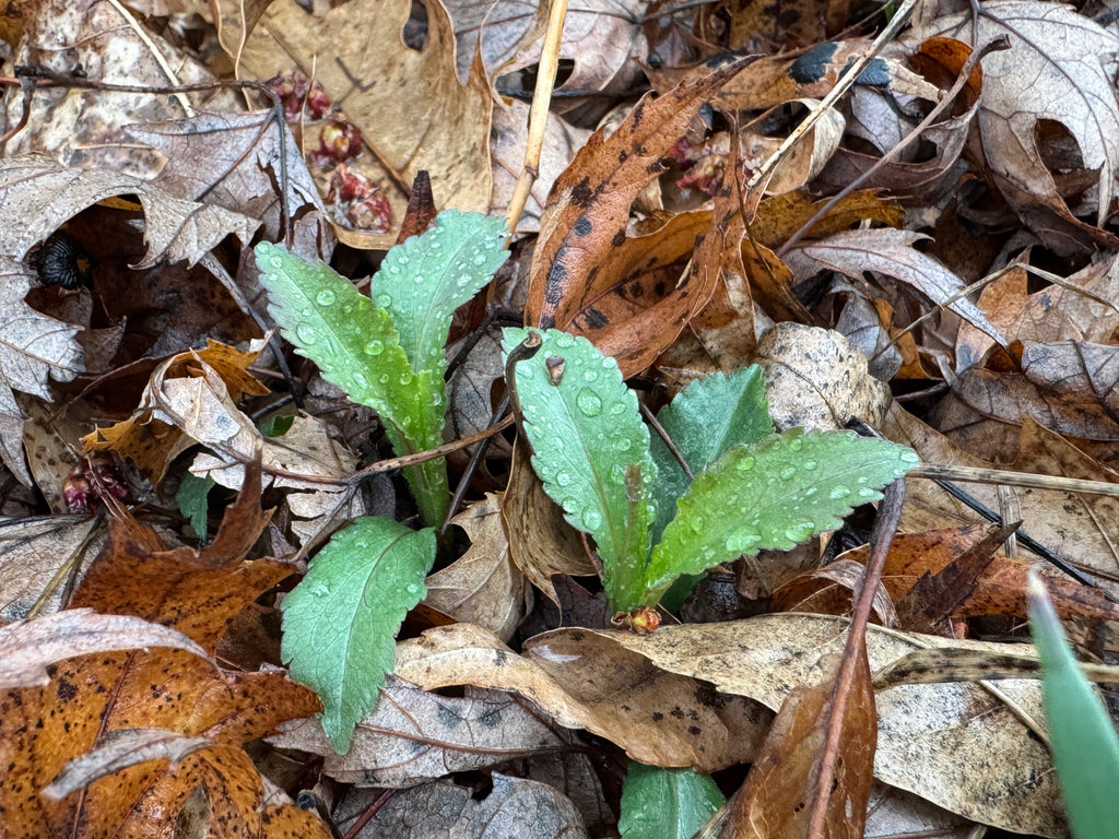 Blue-stemmed Goldenrod (Solidago Caesia)
