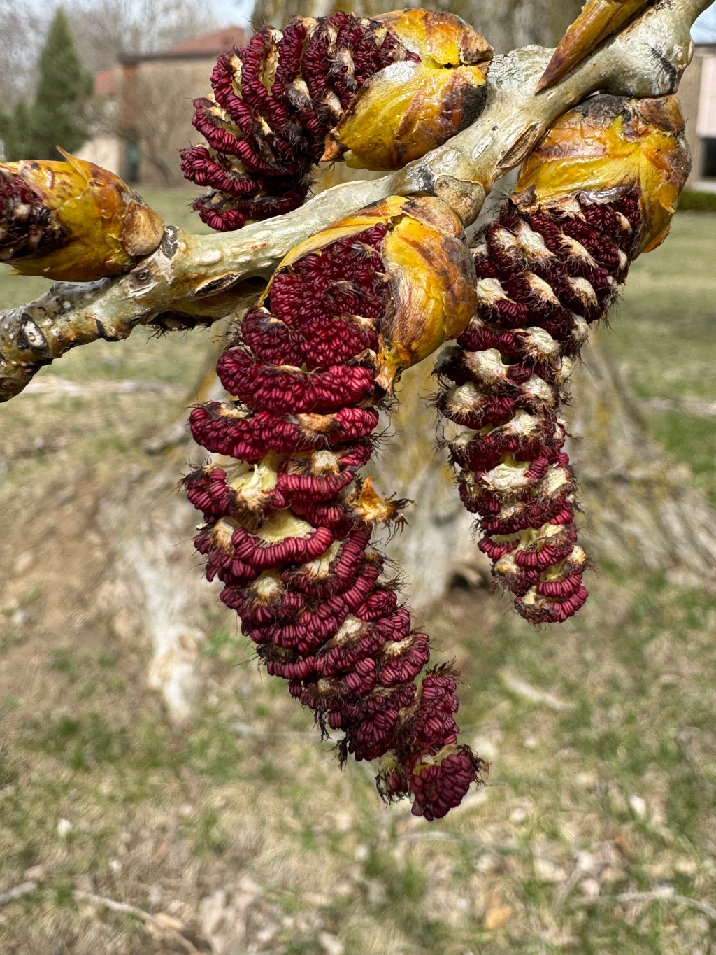 Cottonwood (Populus Deltoides)