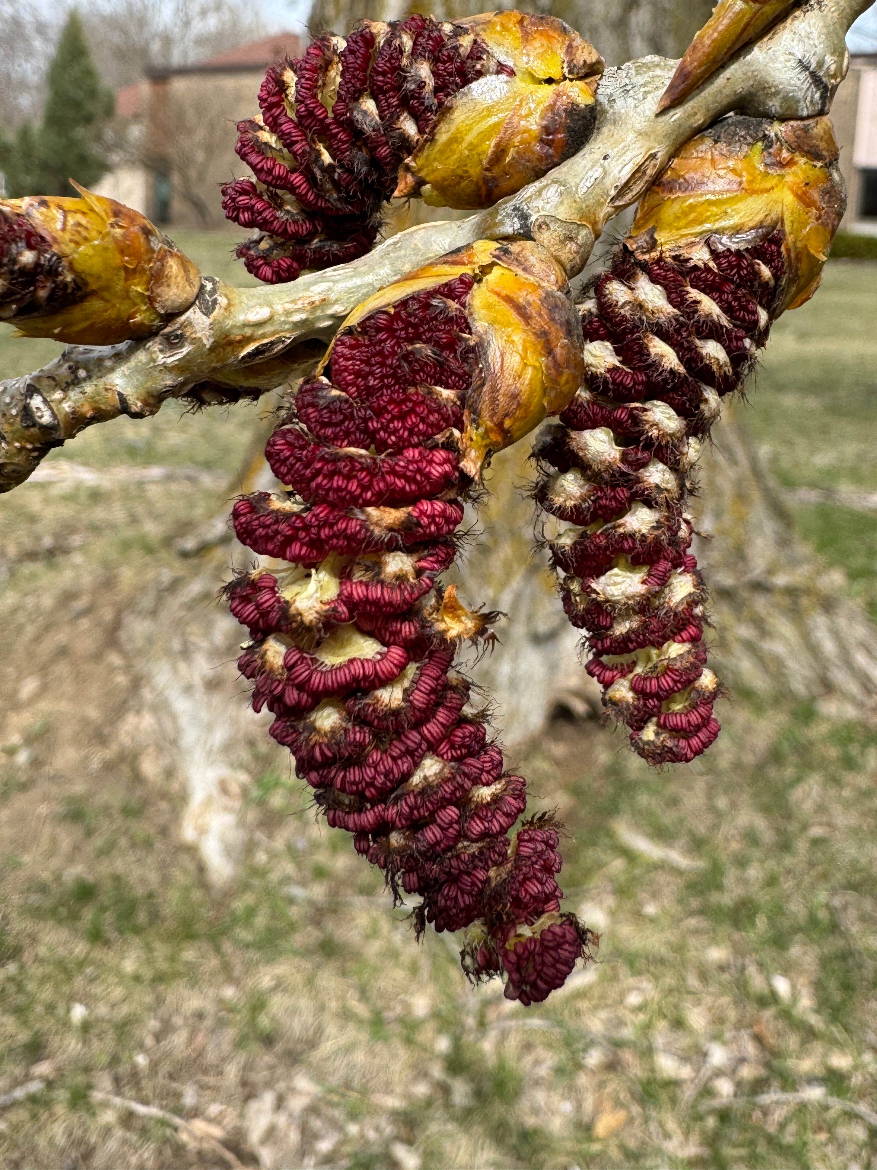 Cottonwood (Populus Deltoides)