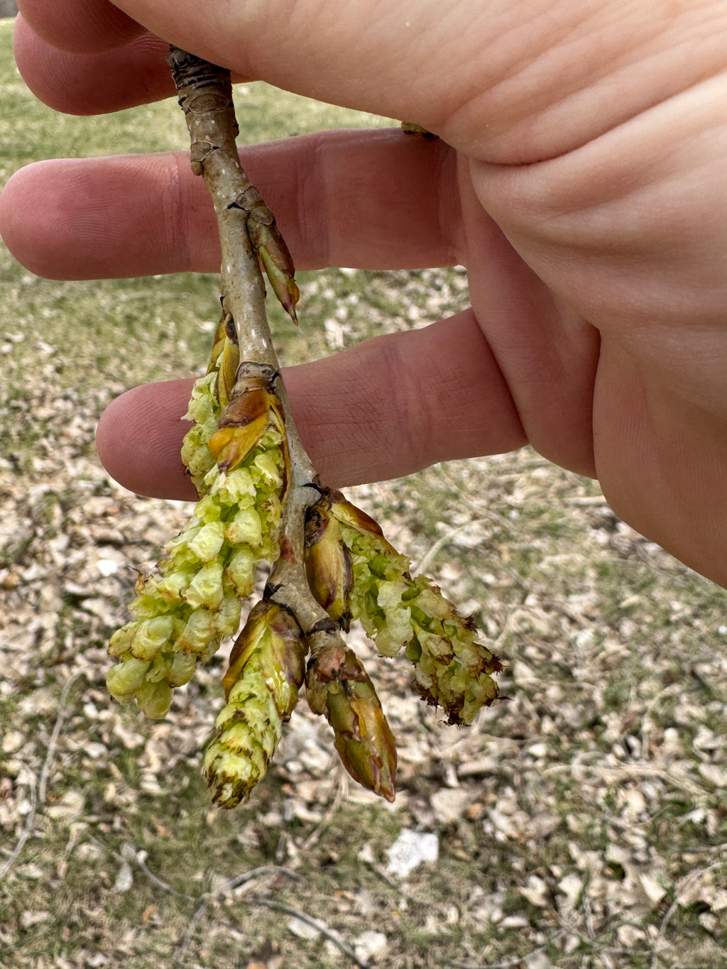 Cottonwood (Populus Deltoides)