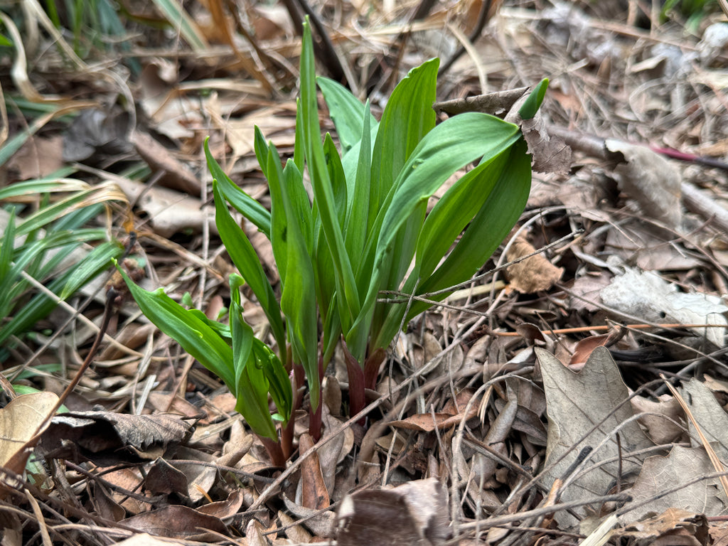 Ramps (Allium tricoccum)