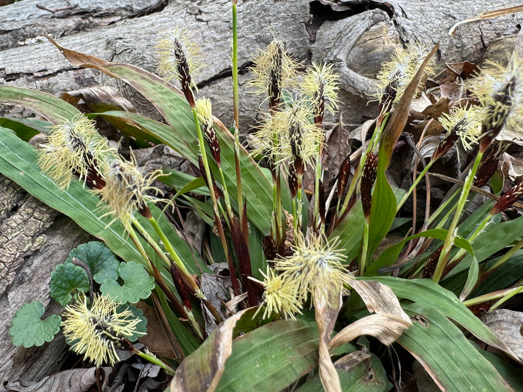 Plantain Sedge (Carex Plantaginea)